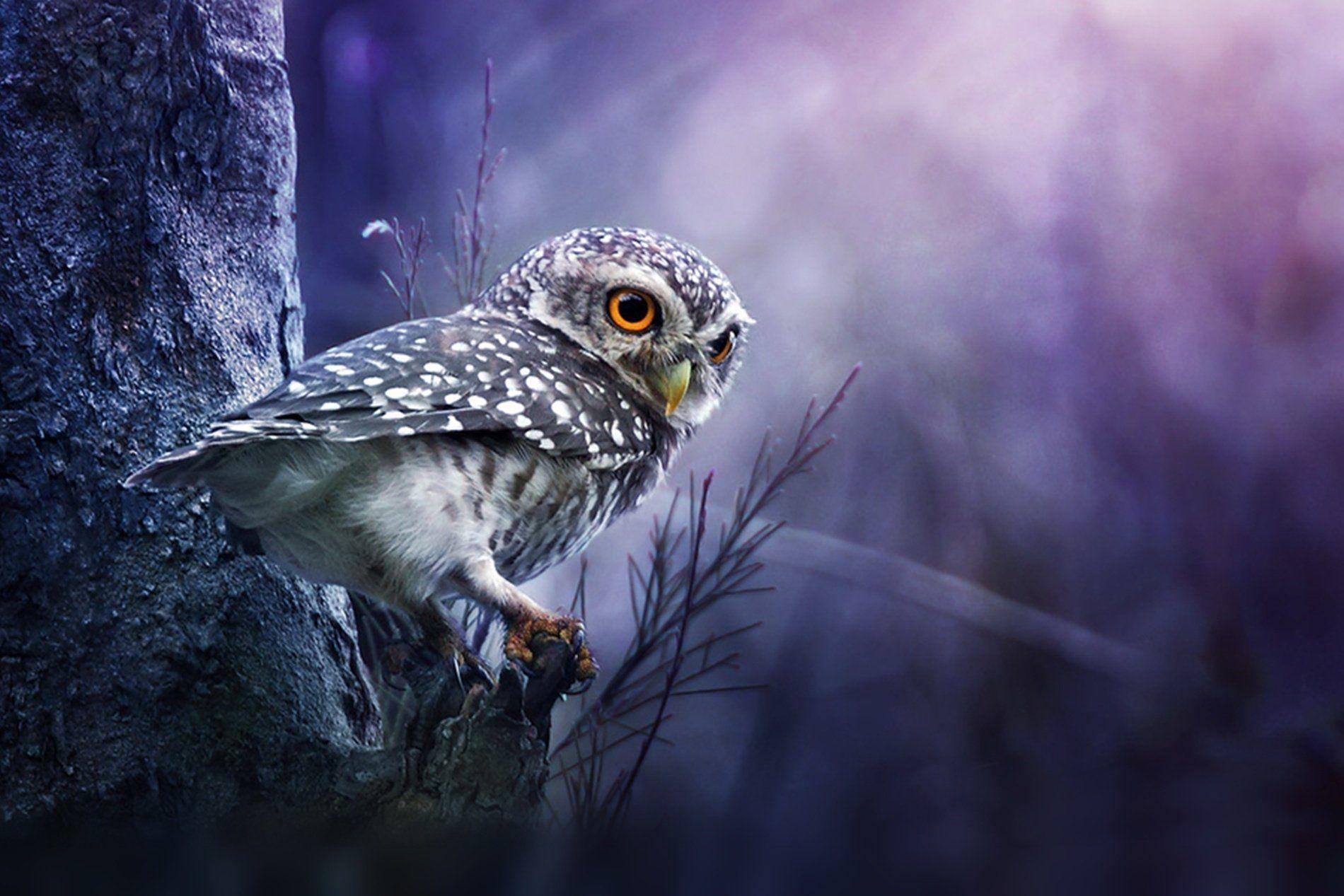 1900x1267 Owl HD Hình nền và Hình nền