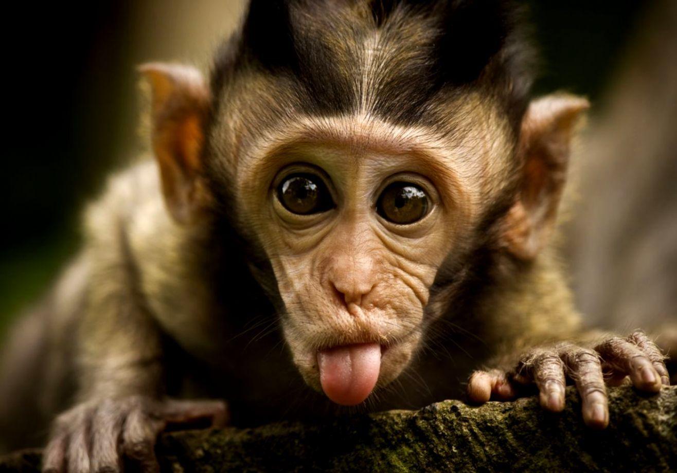 Monkey Wallpapers Top Free Monkey Backgrounds WallpaperAccess