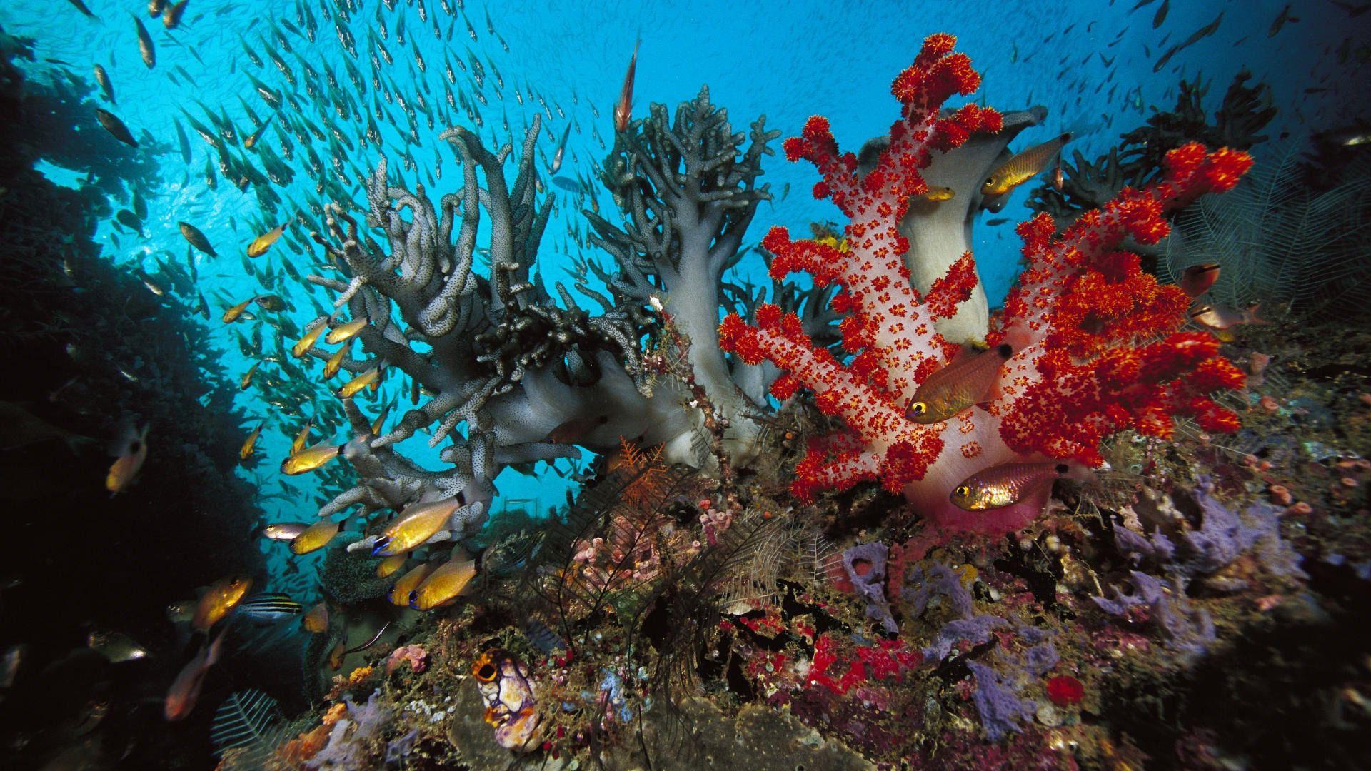 1920x1080 Free Coral Wallpaper #DS1B5S4
