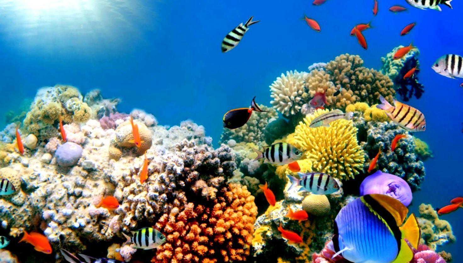 1472x837 Coral Reefs Wallpaper