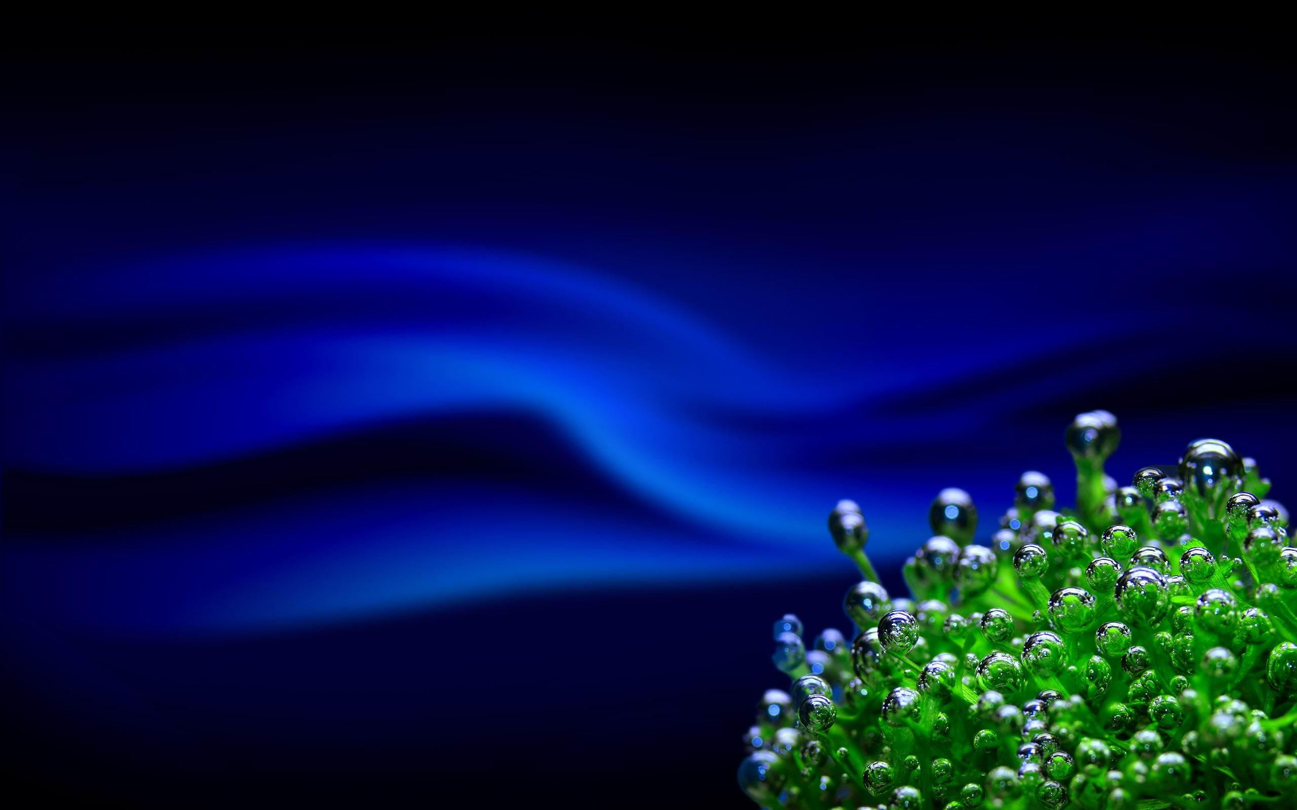 2560x1600 Sea Life HD Wallpaper and Background Image