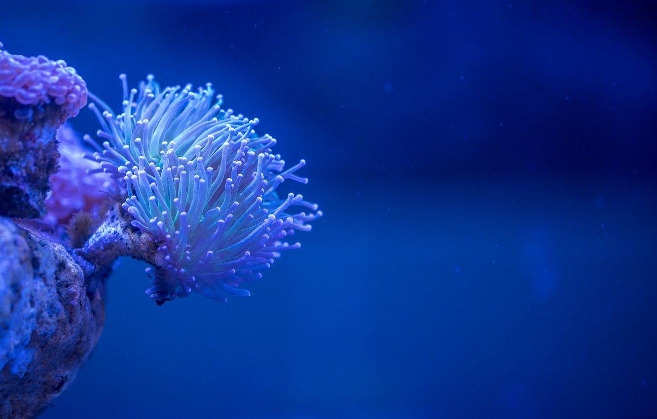 1332x850 Wallpaper wallpaper, underwater, sea, macro, coral, depth image for desktop, section макро