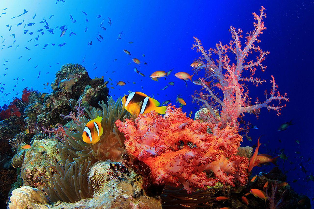 1280x853 Desktop Wallpaper Fish Underwater world Corals Animals