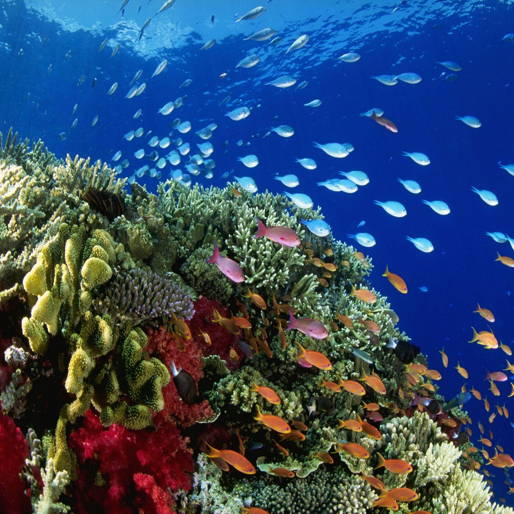 2048x2048 Coral Reef Underwater iPad Air Wallpaper Free Download