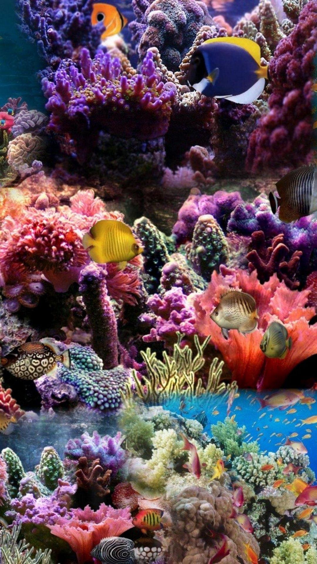 1080x1920 Download wallpaper 1080x1920 reef, coral, fish samsung