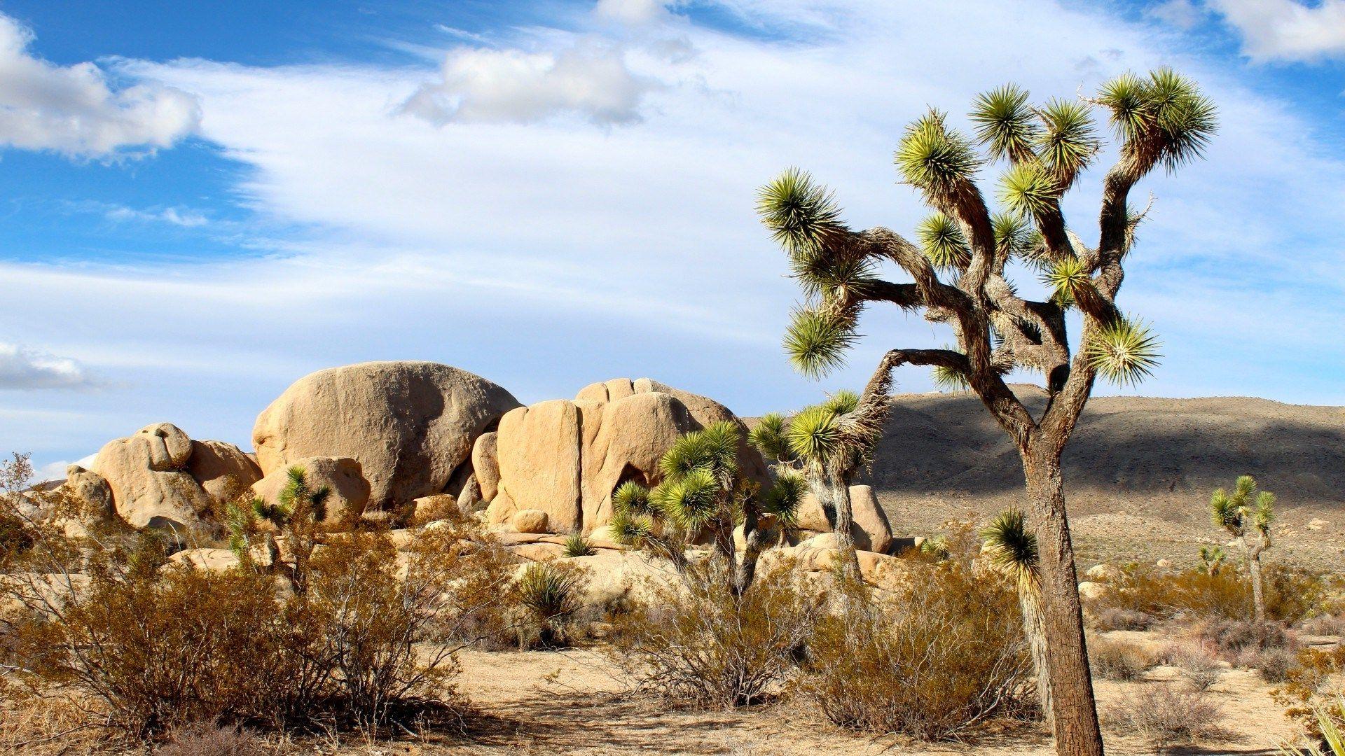 Joshua Tree Wallpapers - Top Free Joshua Tree Backgrounds - WallpaperAccess