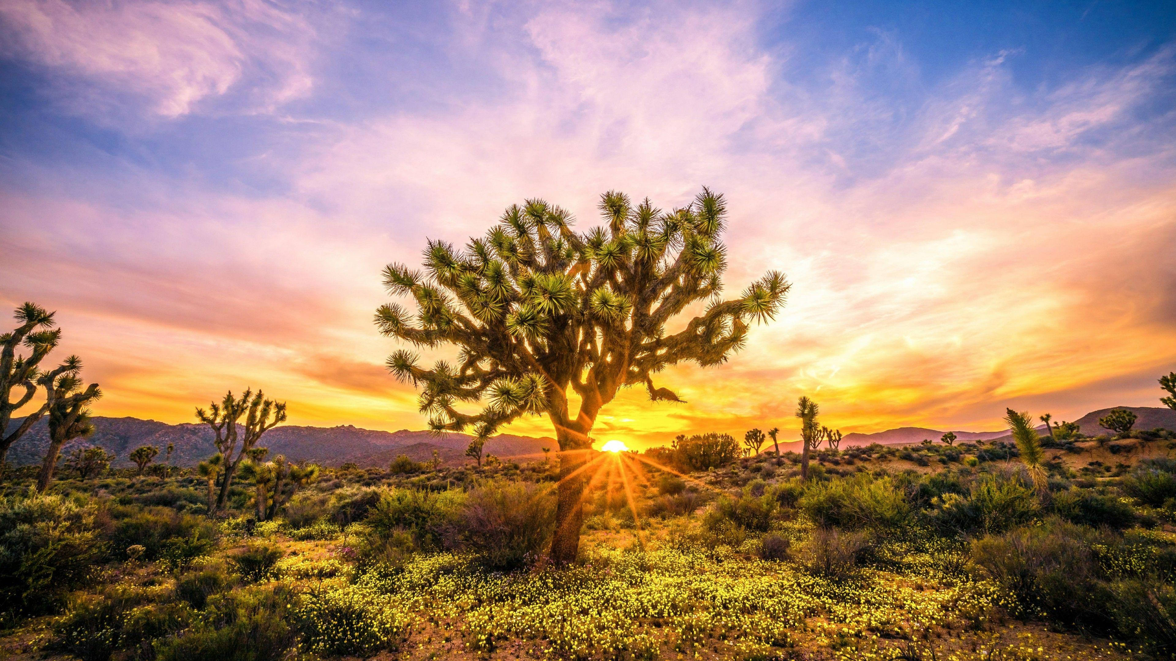 Joshua Tree Wallpapers - Top Free Joshua Tree Backgrounds - WallpaperAccess