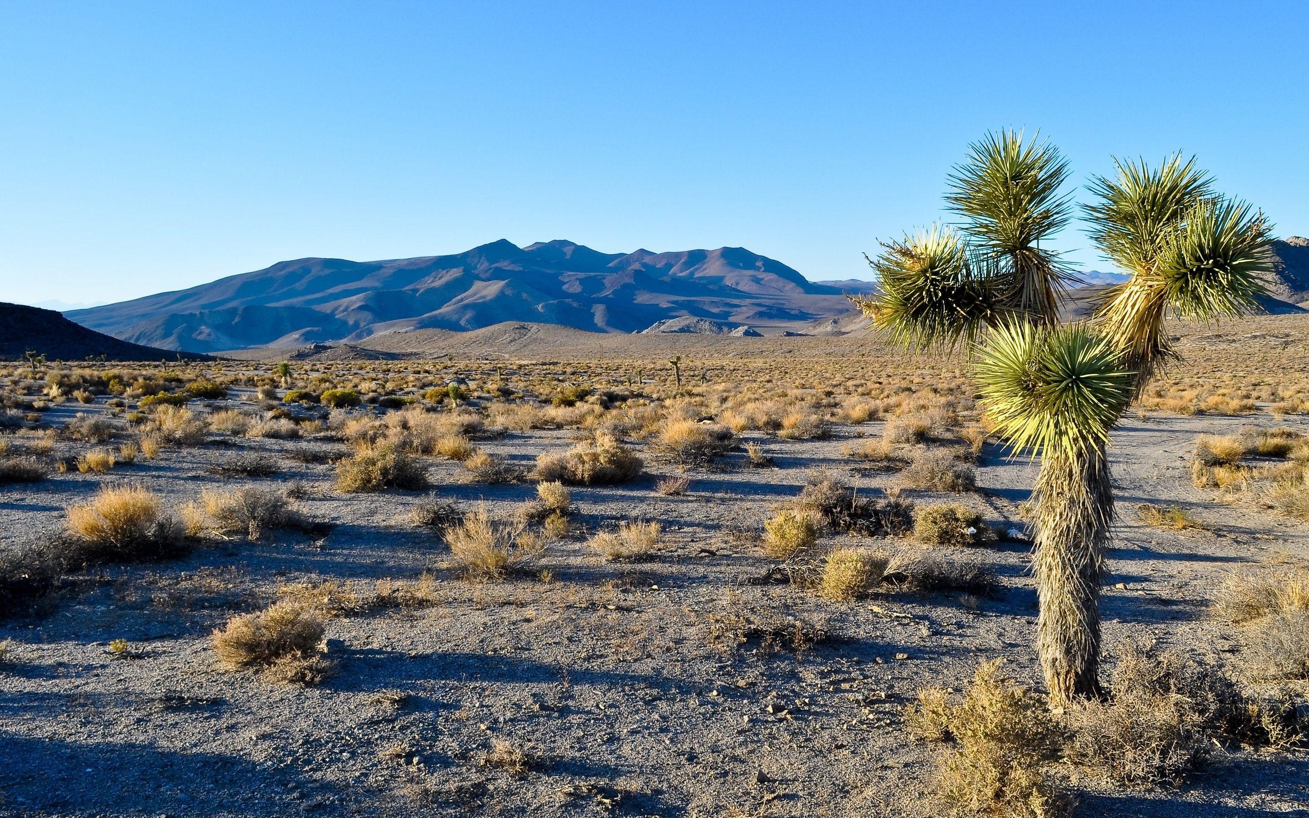 2560x1600 Joshua Tree Wallpaper