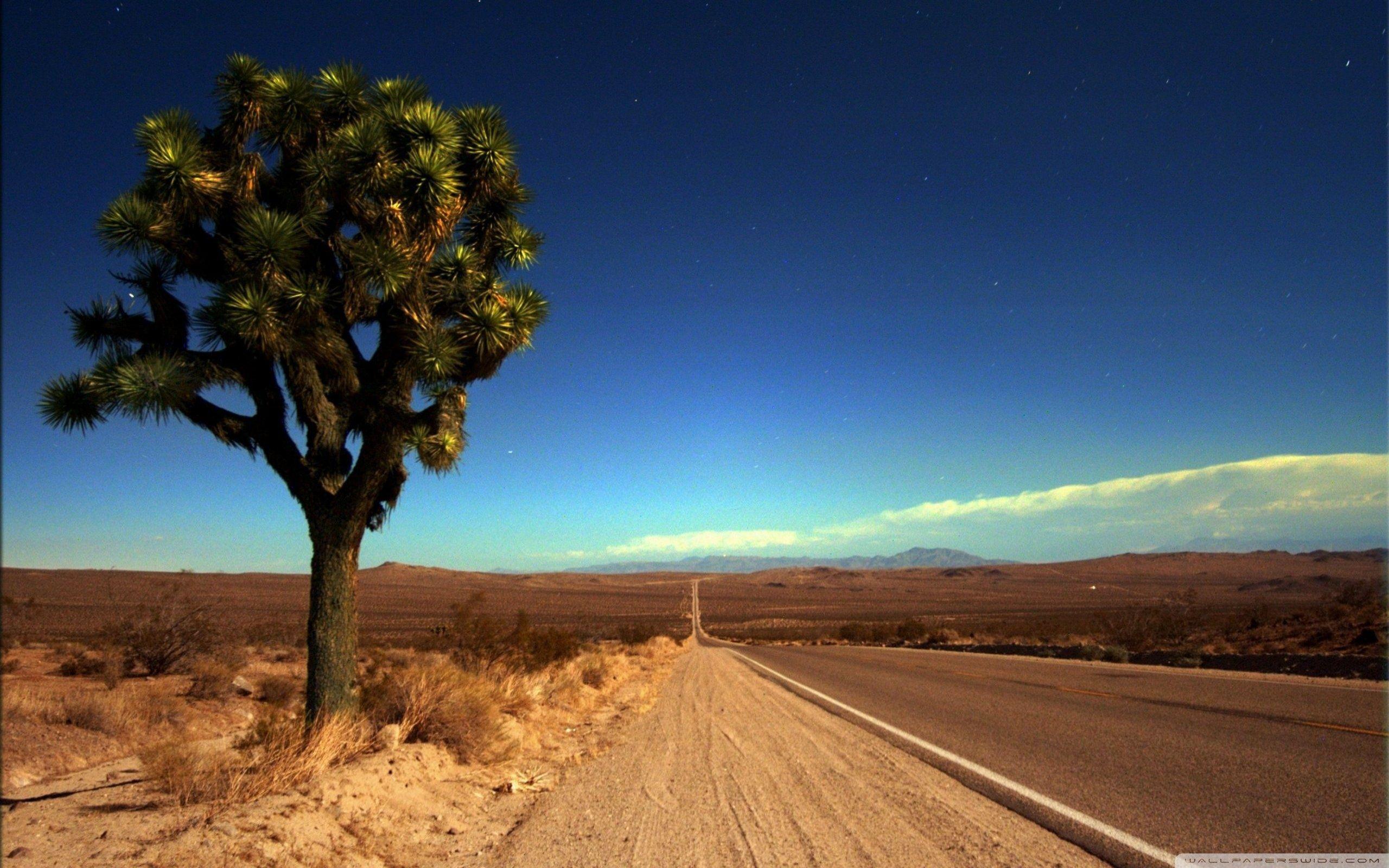 Joshua Tree Wallpapers - Top Free Joshua Tree Backgrounds - WallpaperAccess