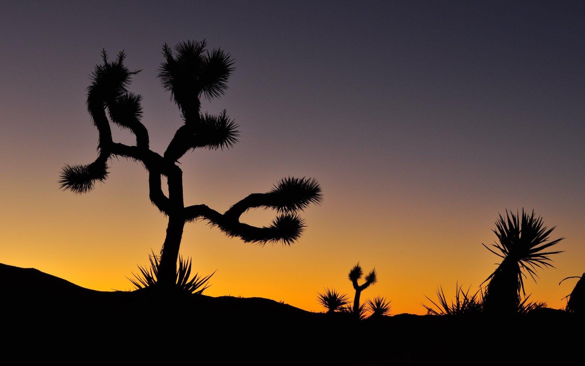 1920x1200 free wallpaper and screensavers for joshua tree