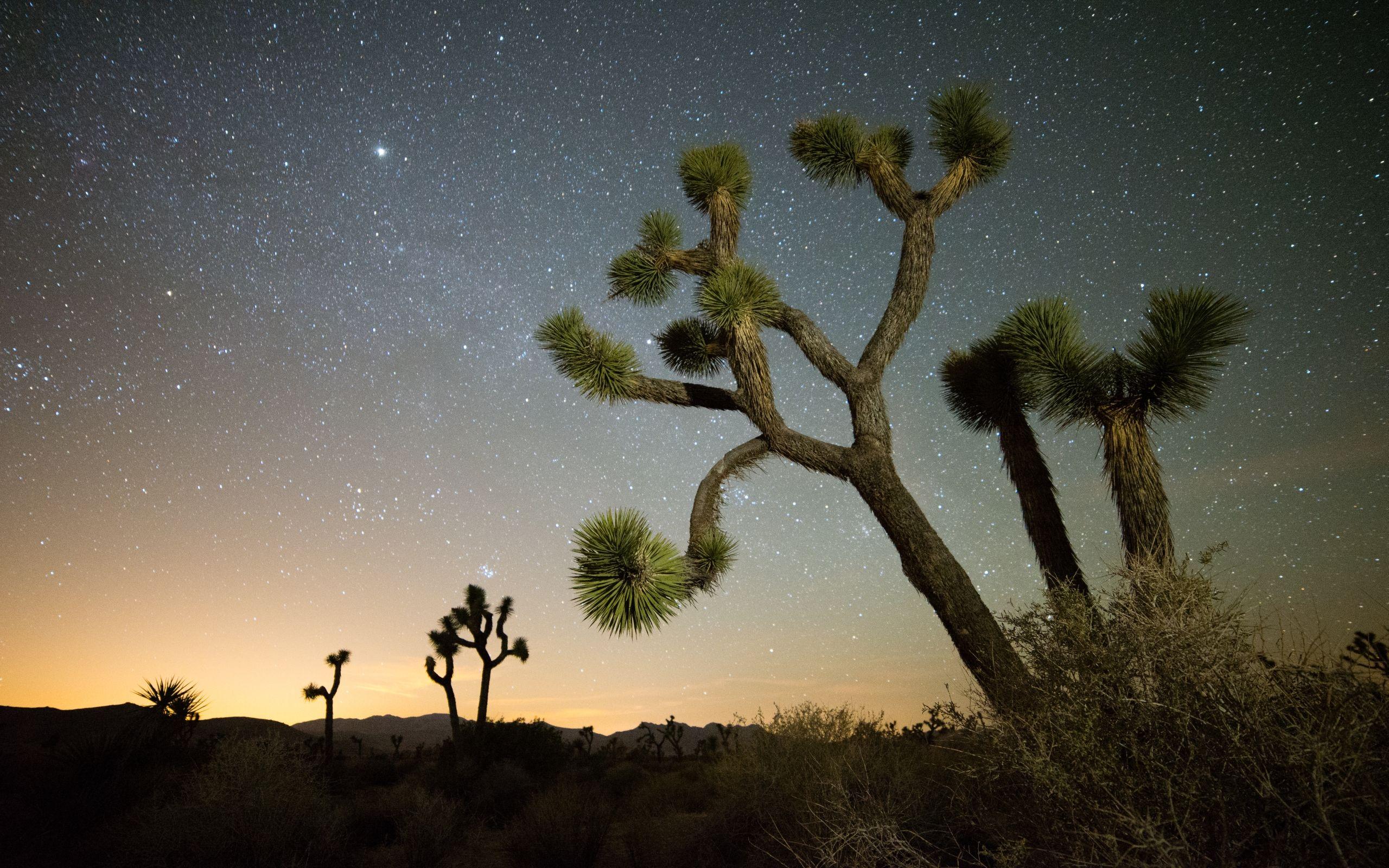 Joshua Tree Wallpapers - Top Free Joshua Tree Backgrounds - WallpaperAccess