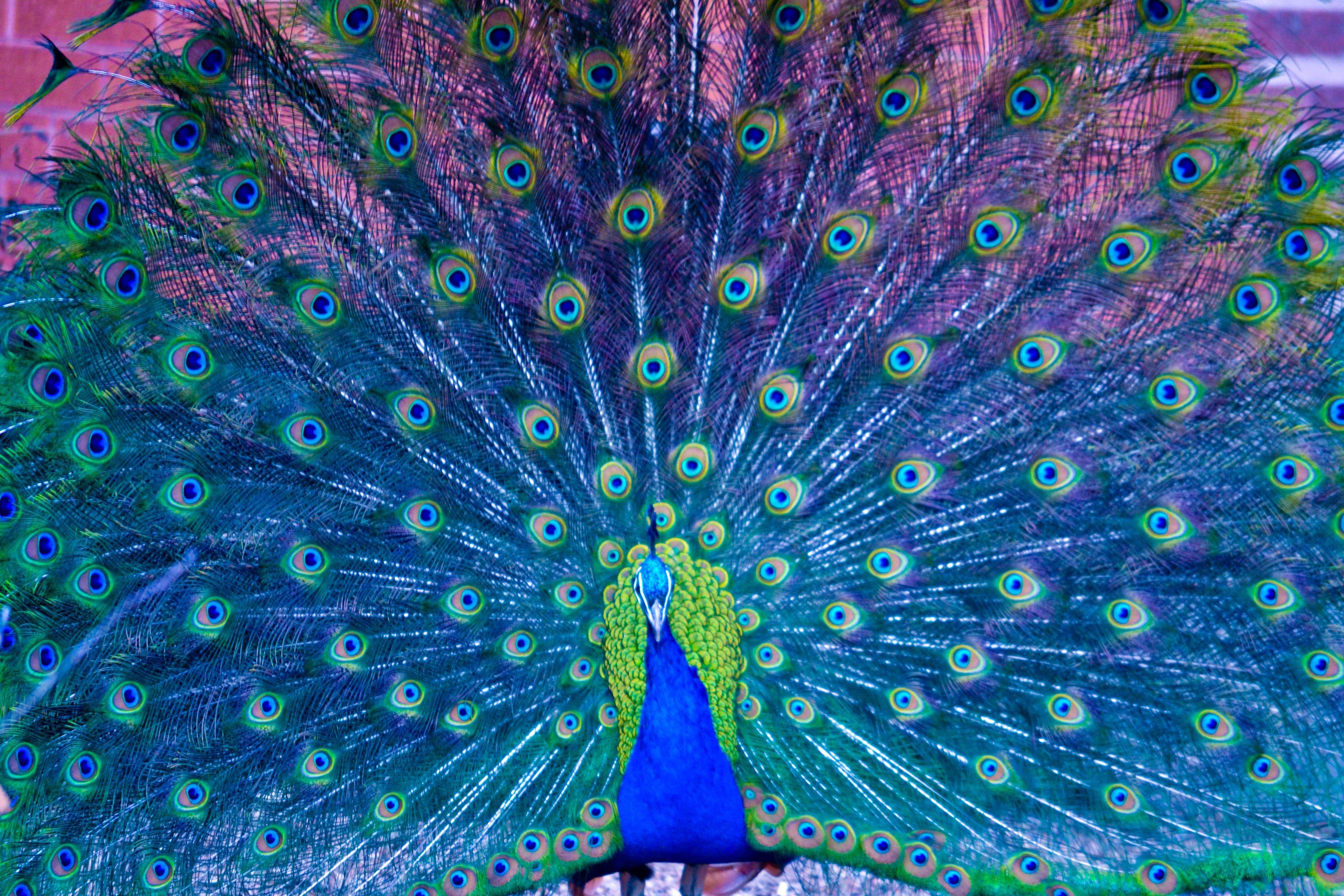 Beautiful Peacock Wallpapers - Top Free Beautiful Peacock Backgrounds -  WallpaperAccess