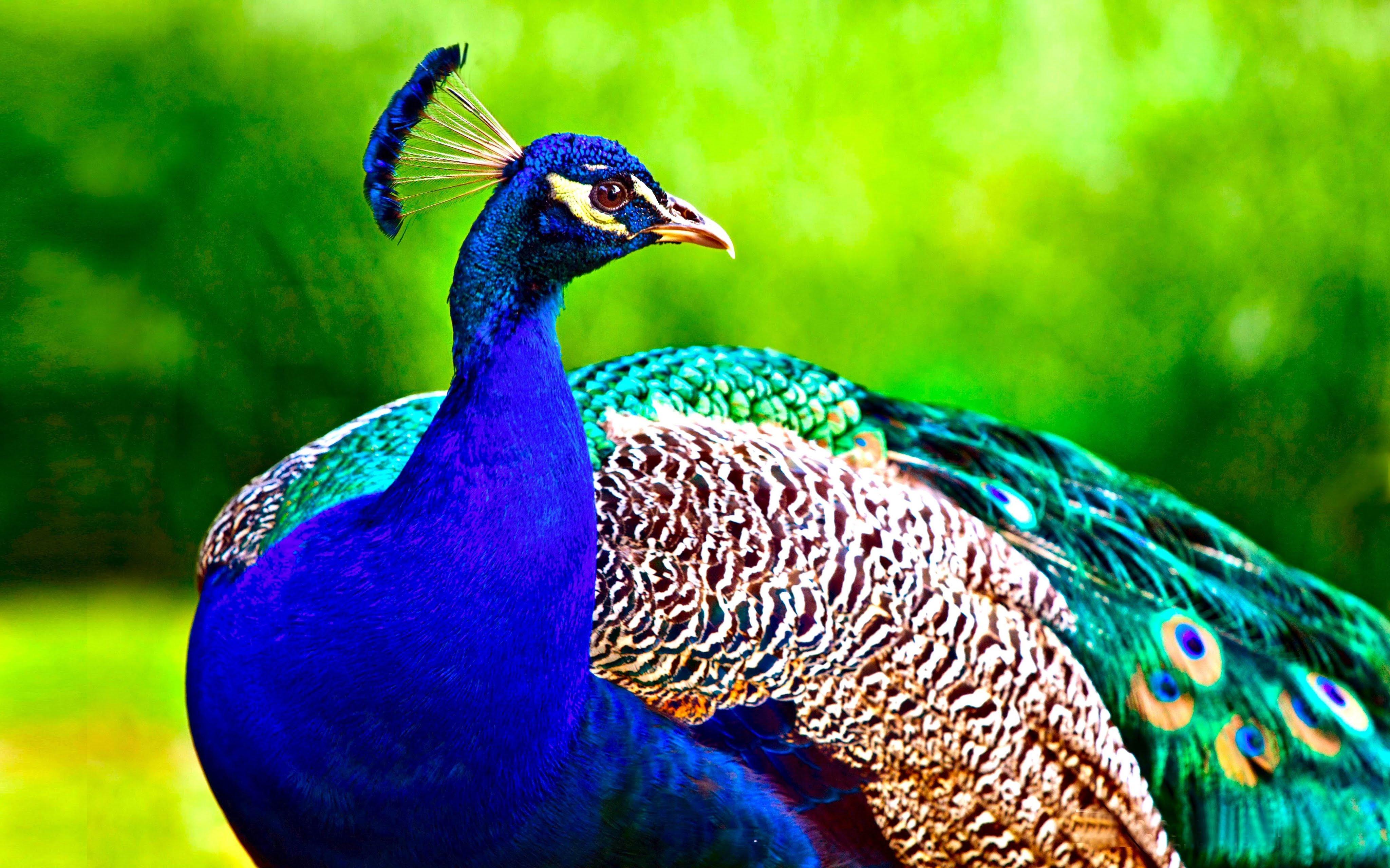 Peacock Wallpapers - Top Free Peacock Backgrounds - WallpaperAccess