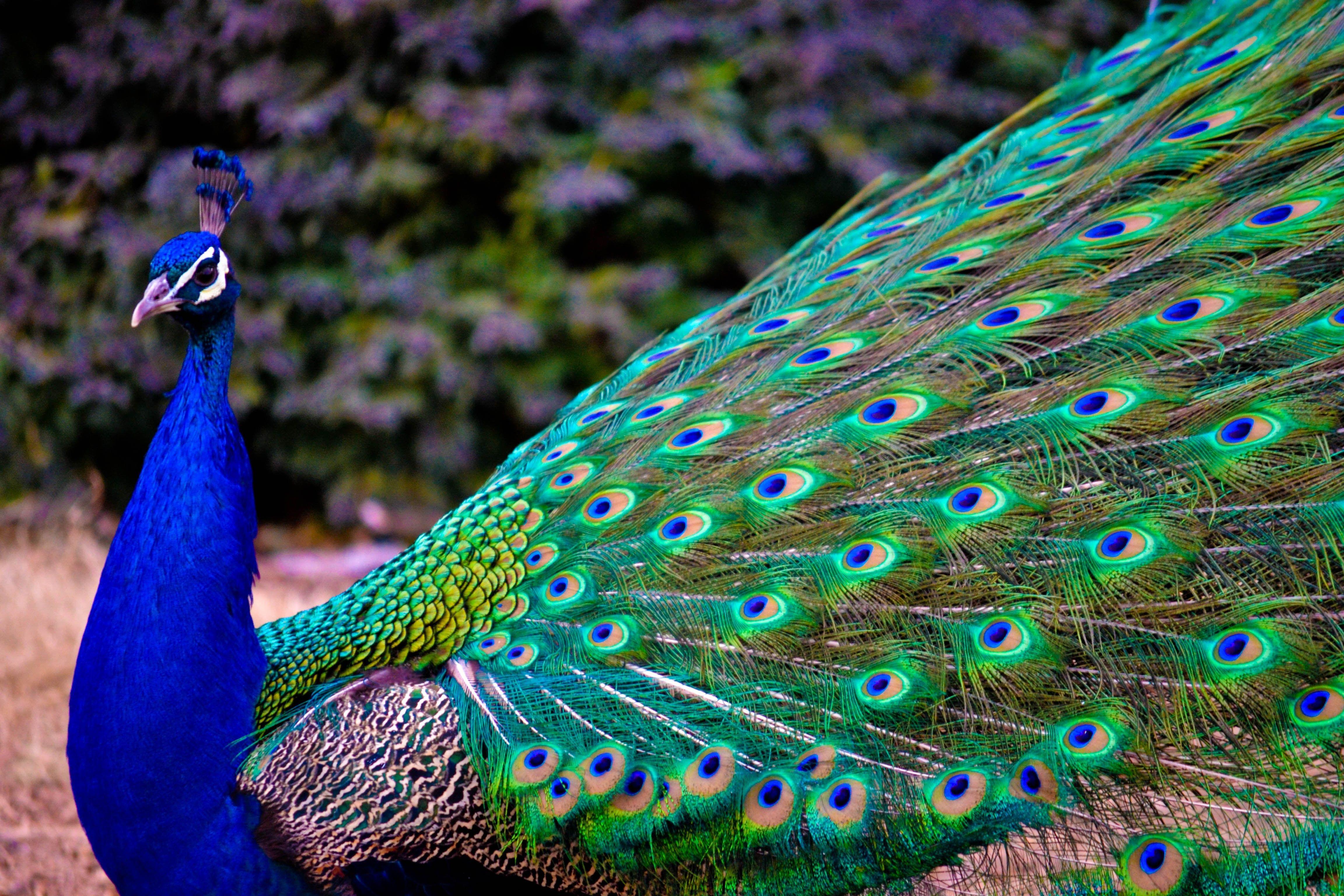 Peacock Blue Room Wallpaper at Gertrude Cooper blog