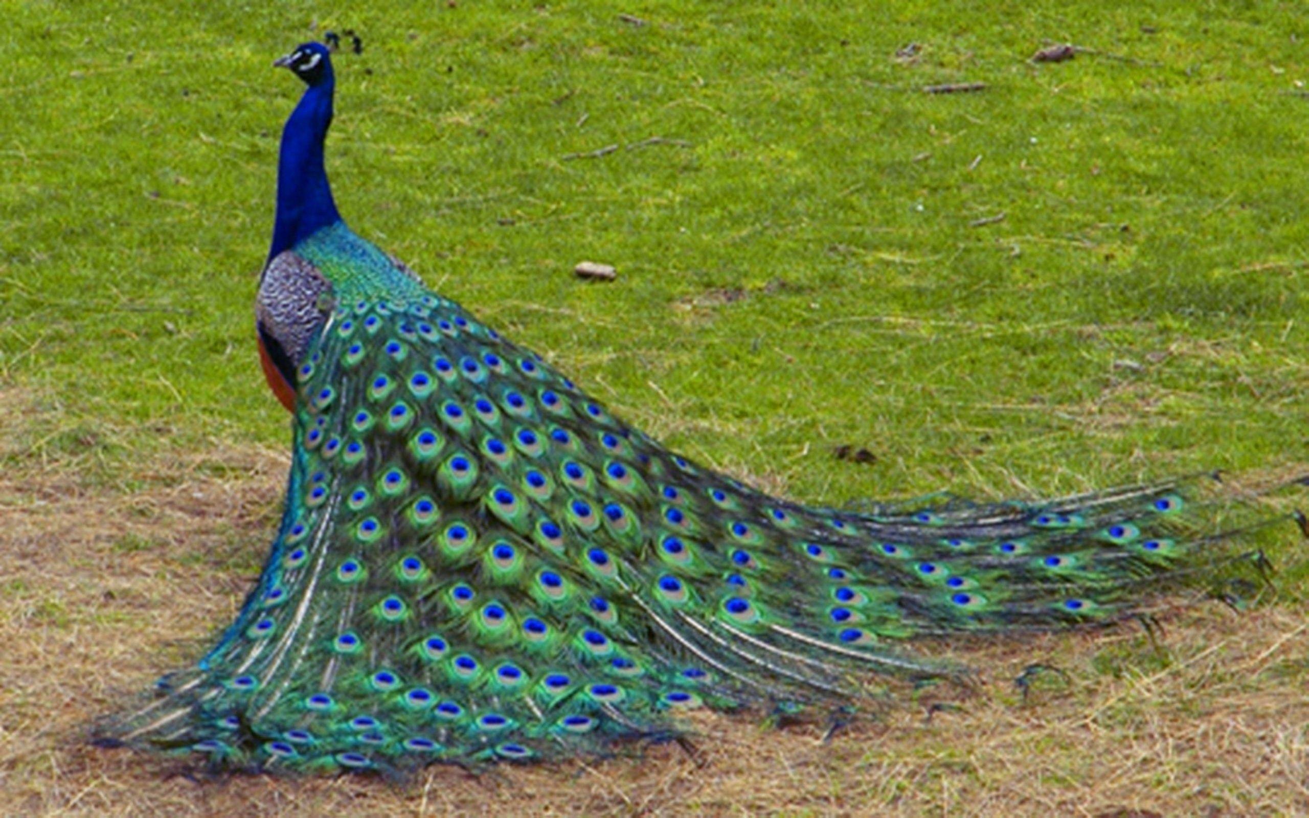 peacock download