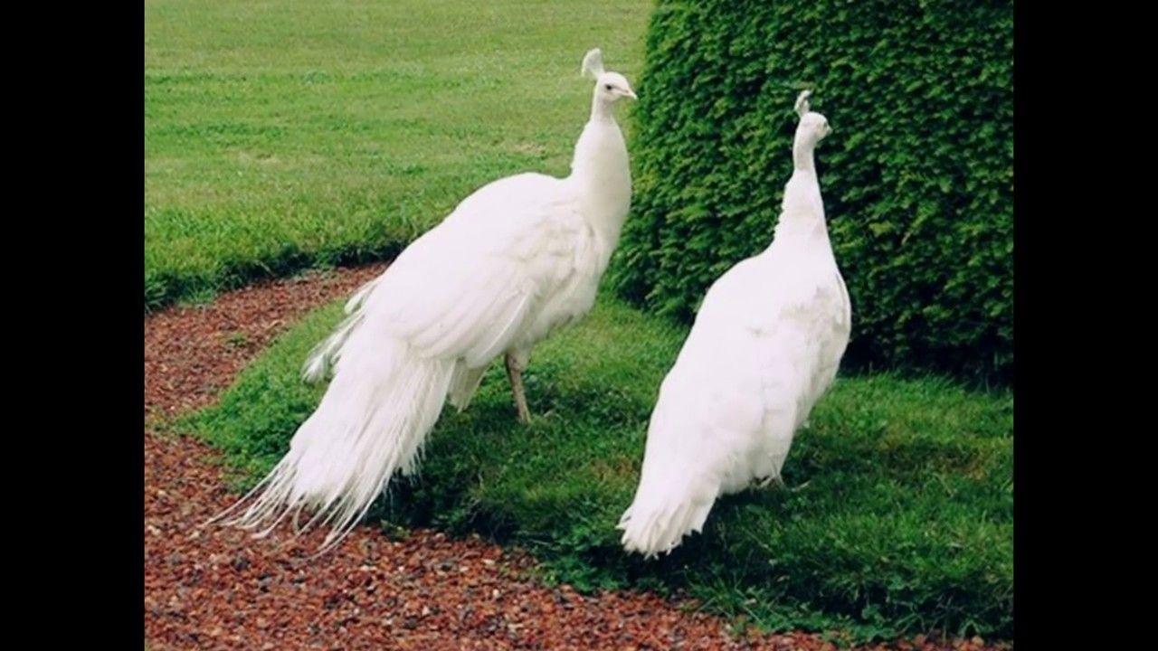 1280x720 Most Downloaded Peacock Wallpaper HD wallpaper