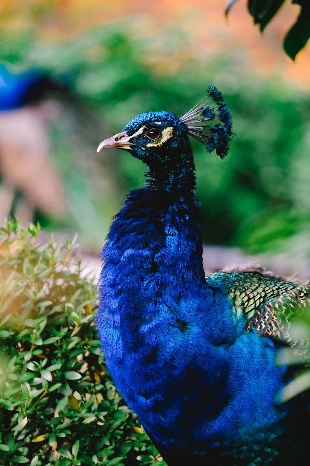 1000x1500 Peacock Image: Download HD Picture & Photo