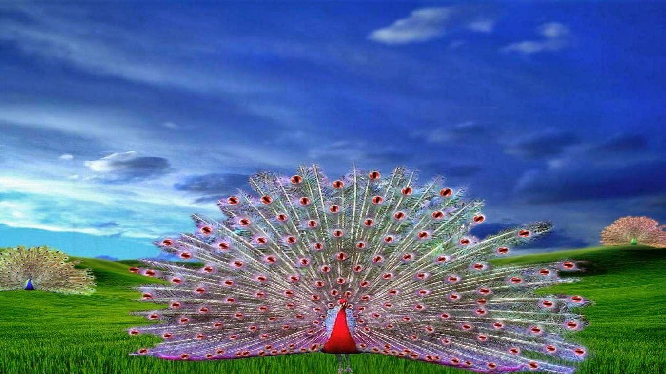 1366x768 Peacock Wallpaper Download I