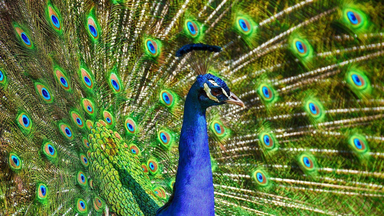 Peacock Wallpapers - Top Free Peacock Backgrounds - WallpaperAccess