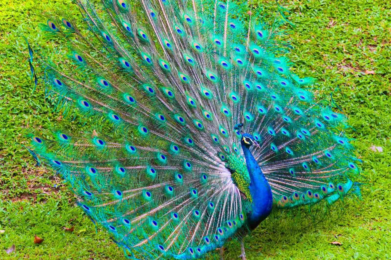 peacock-hd-wallpapers-top-nh-ng-h-nh-nh-p