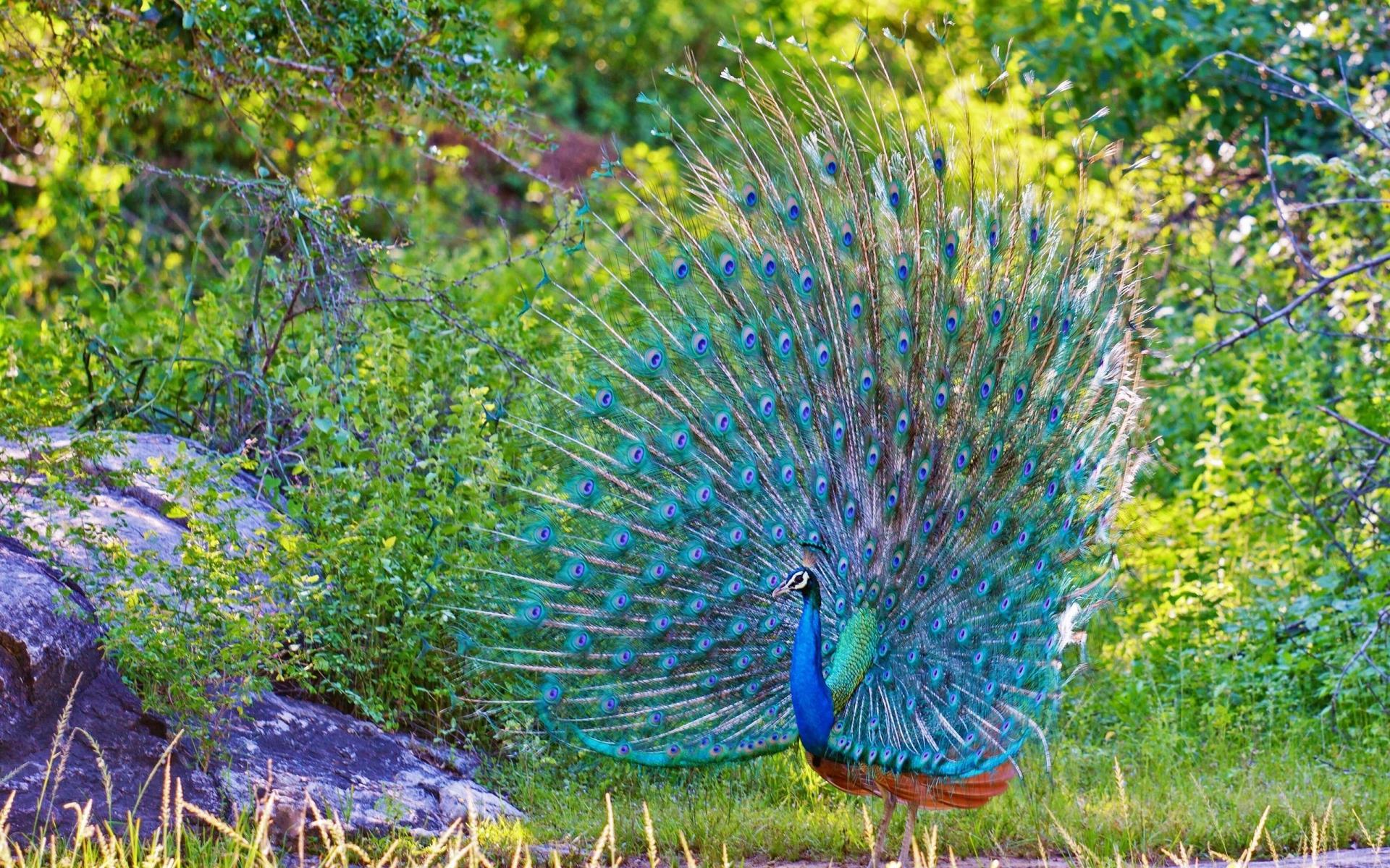 1920x1200 Beautiful Peacock Bird Facts HD Image Wallpaper