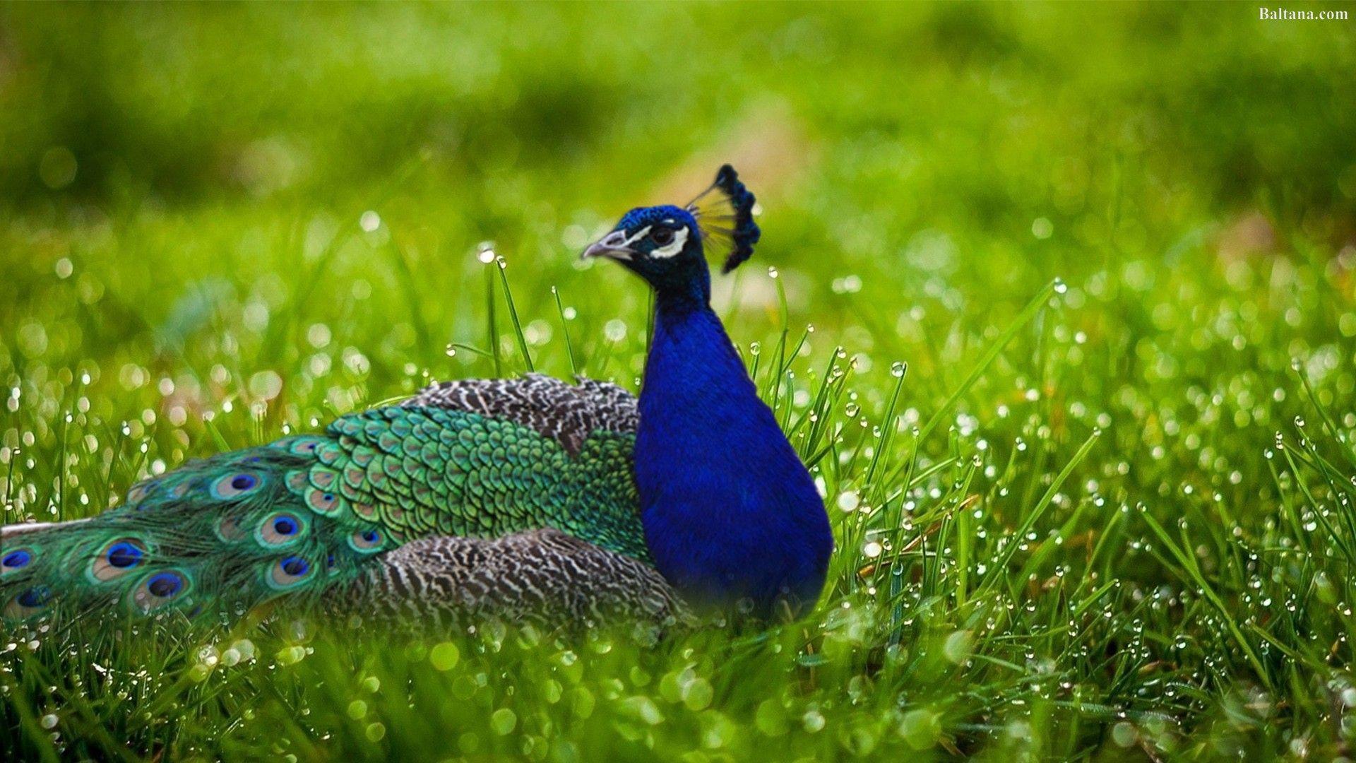 1920x1080 Peacock Background Wallpaper 31682