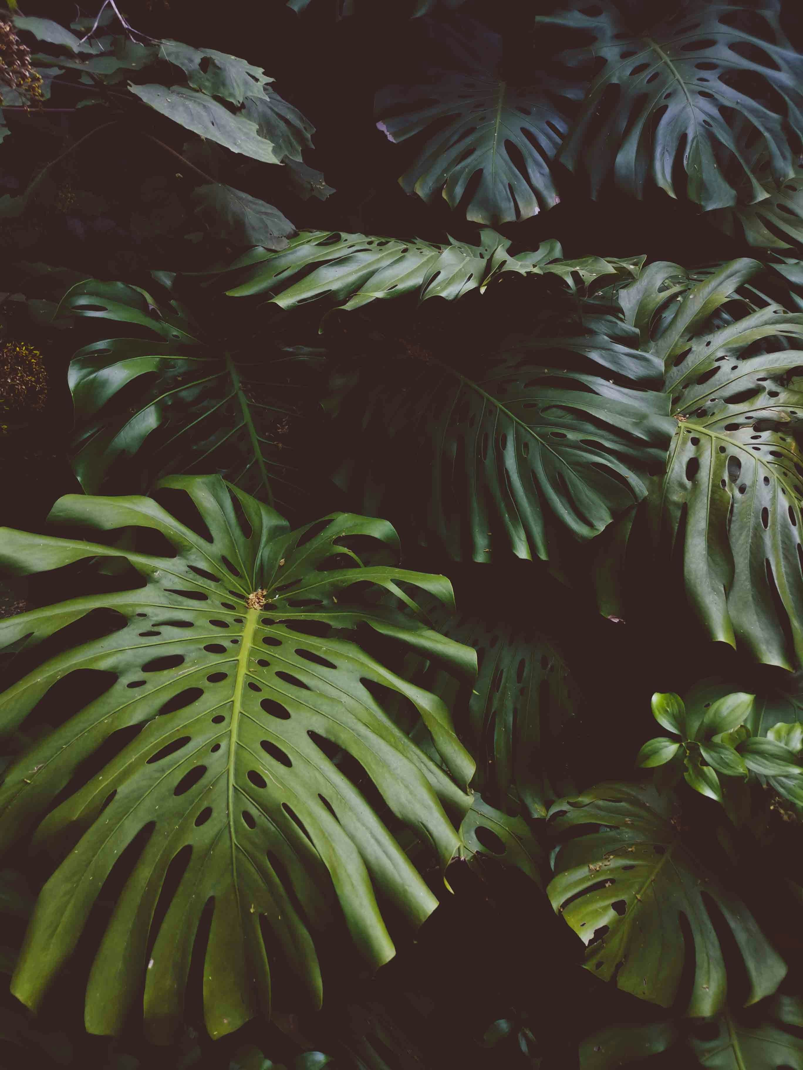 2736x3648 Non Copyrighted Picture HD