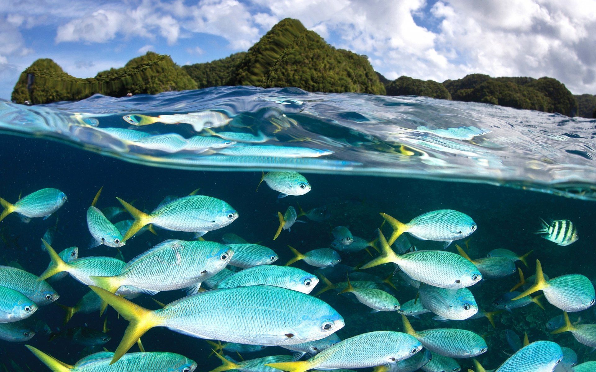 1920x1200 Underwater Sea Life Animal Fish