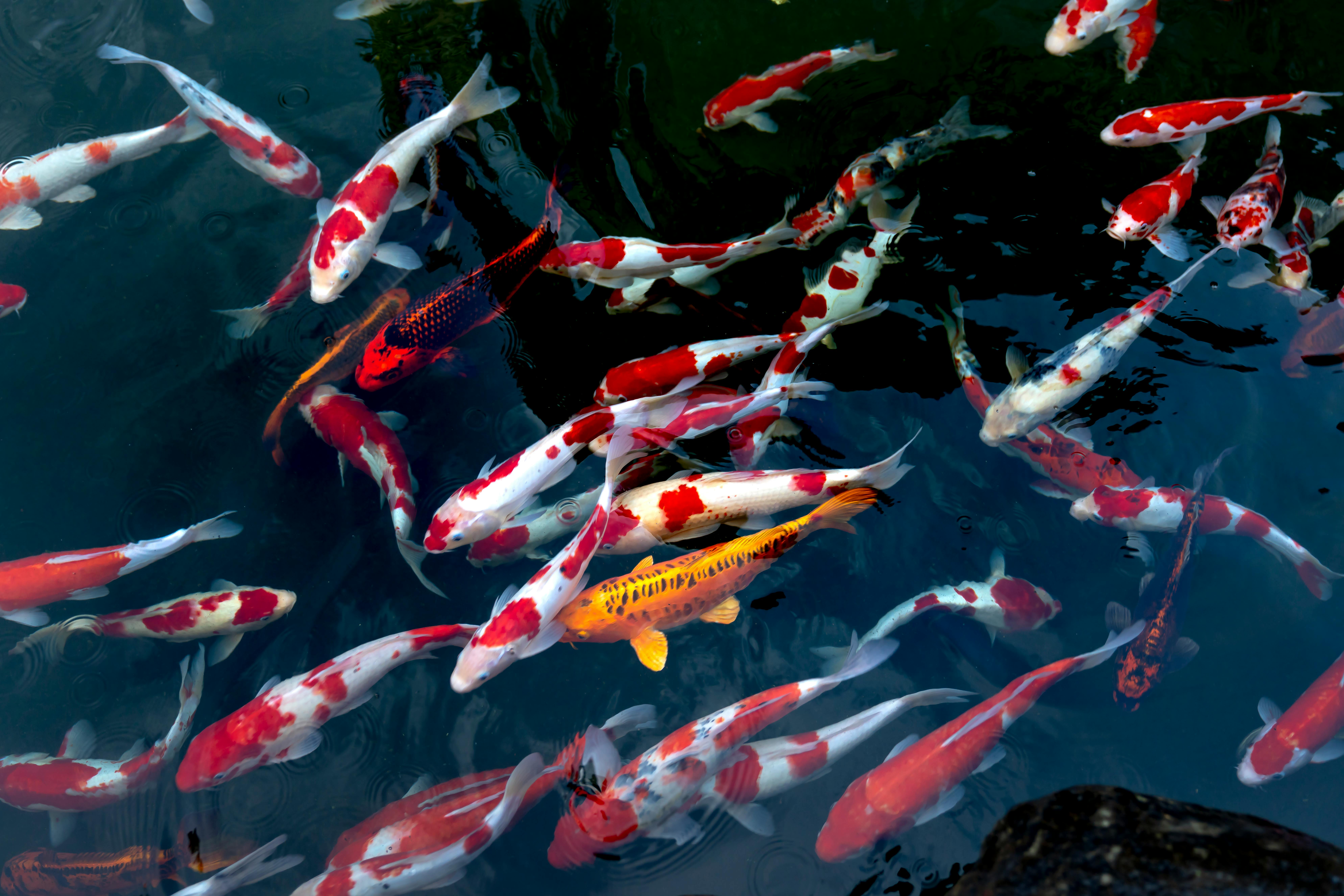 7952x5304 School Of Fish & HD Image