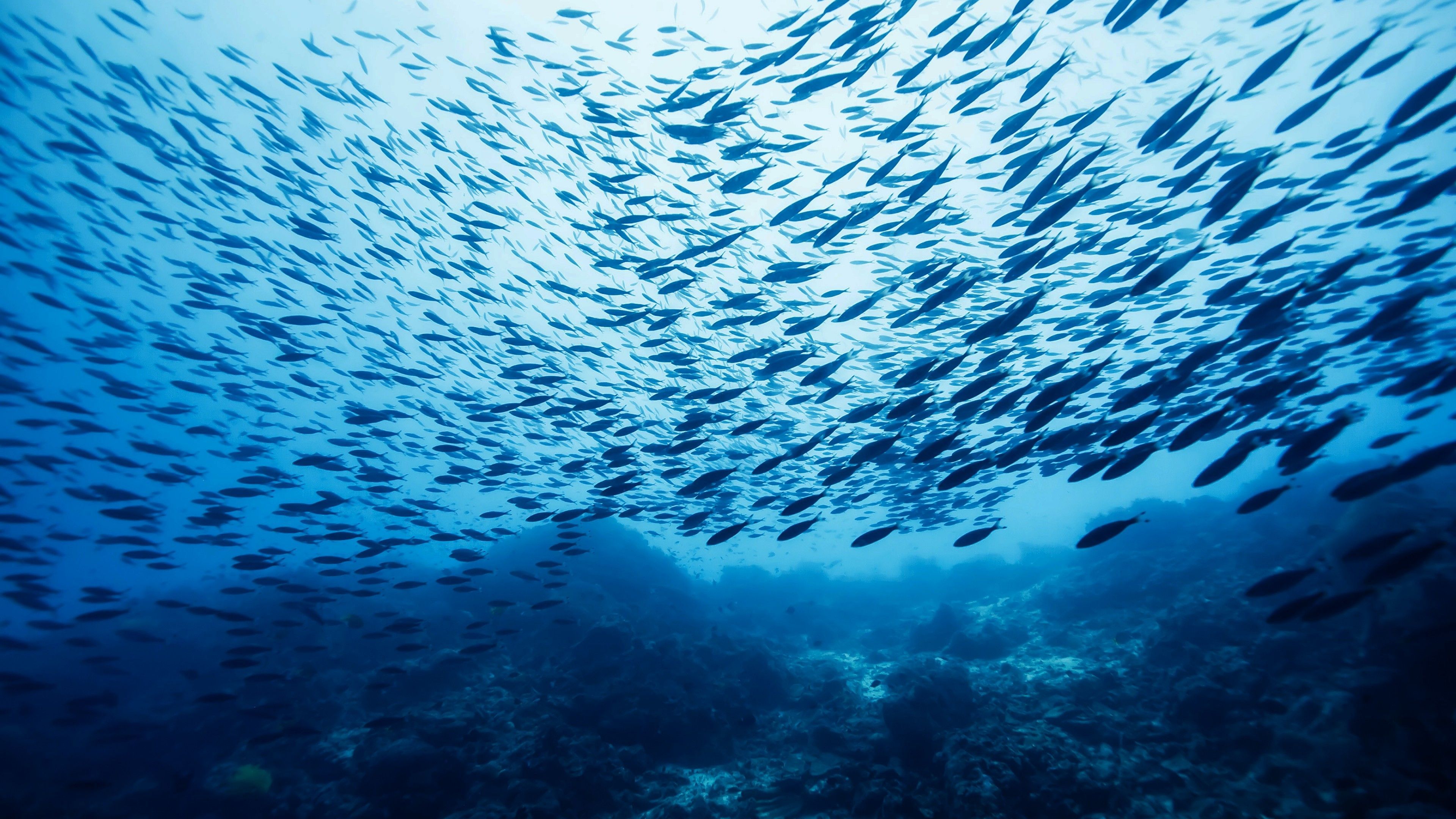 3840x2160 Fish schooling Wallpaper 4k HD
