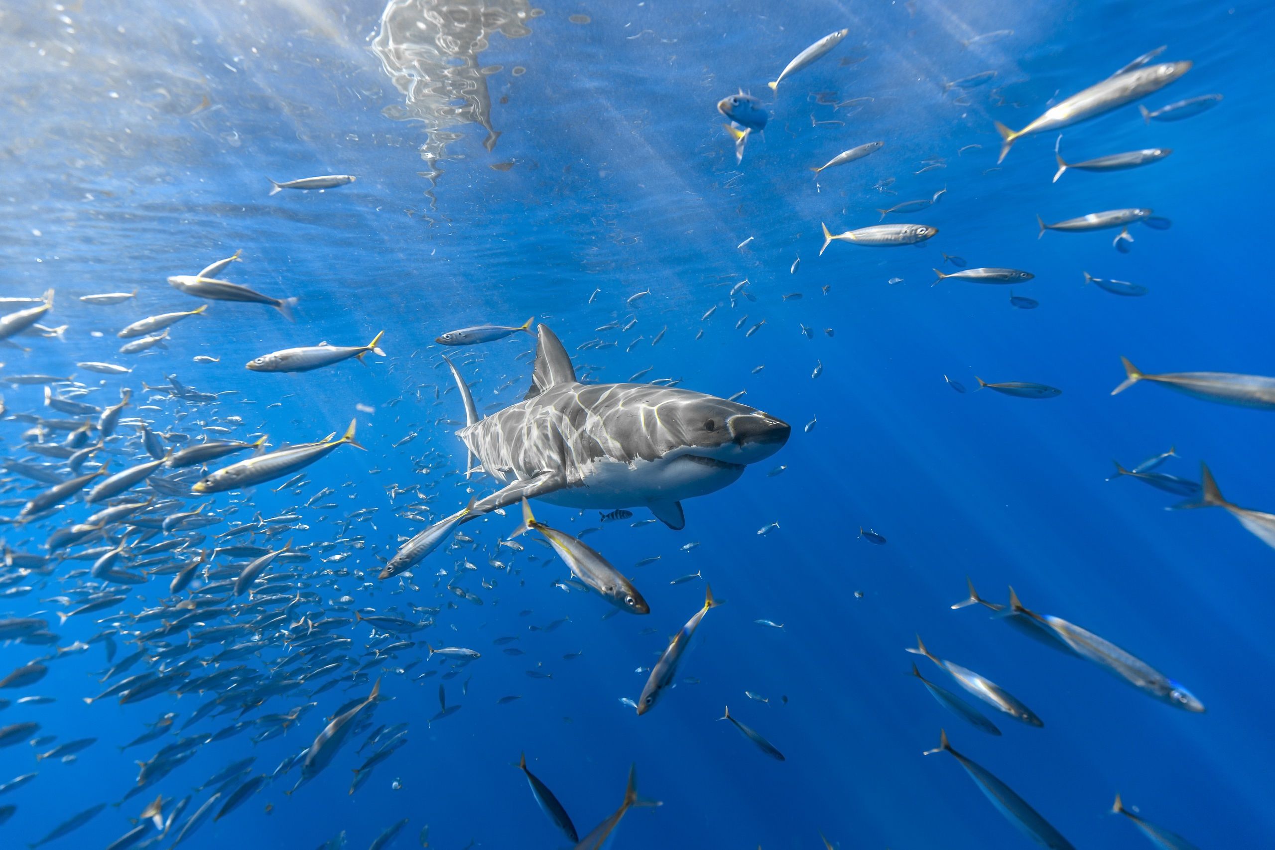 2560x1707 Wallpaper School of Fish in Water