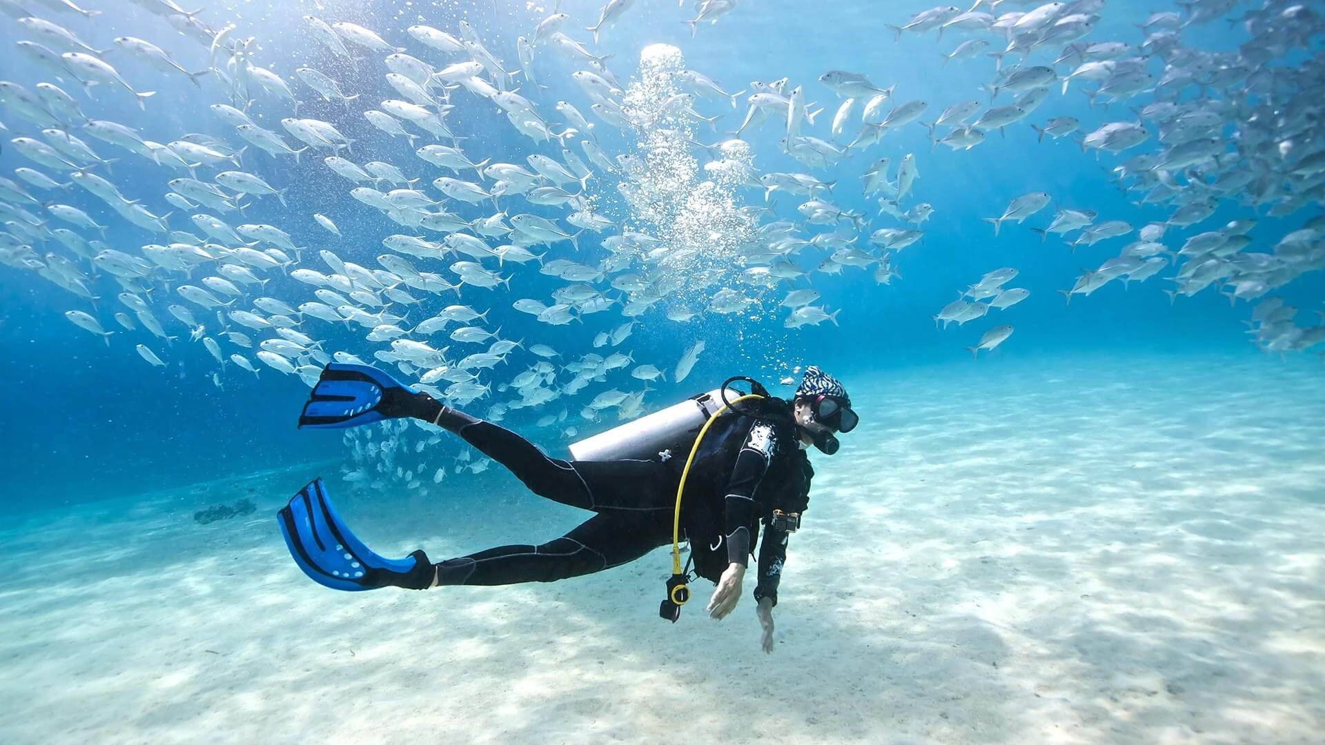 1920x1080 Scuba Diving With School Of Fish