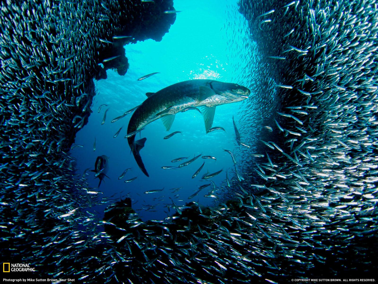1600x1200 National Geographic photo