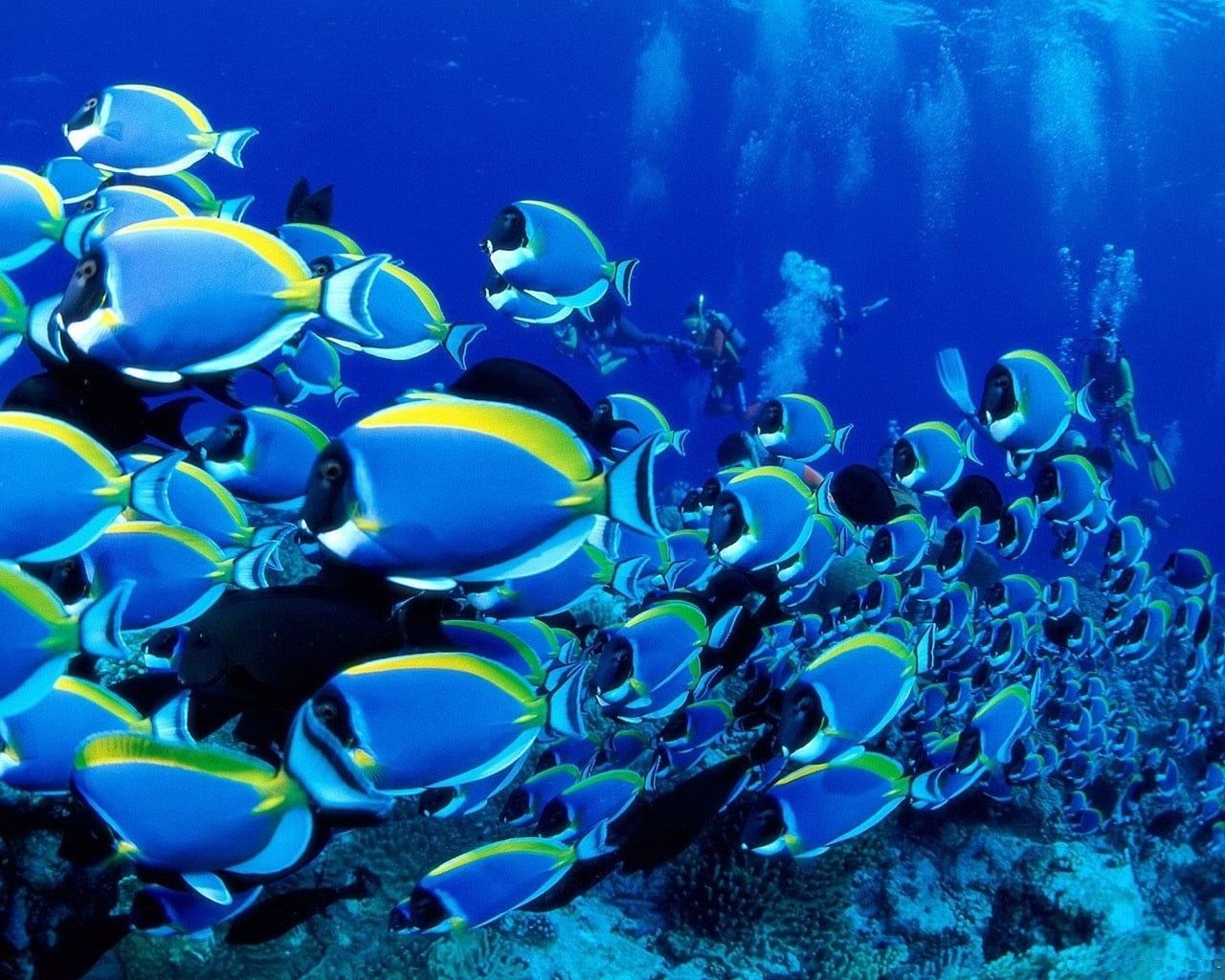 1280x1024 School of fish, fish, tropical fish