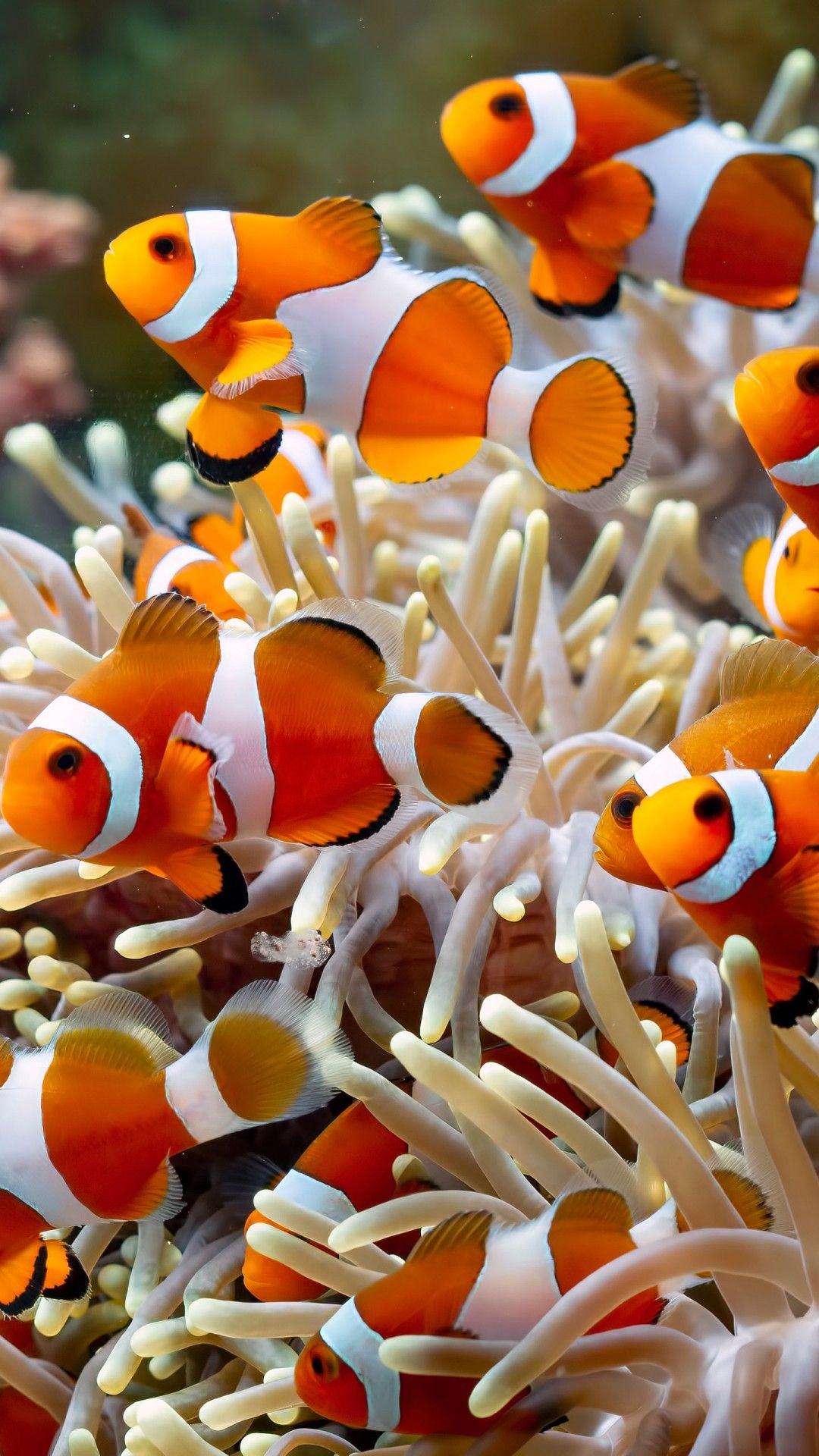 1080x1920 School Of Clownfish Harem Underwater