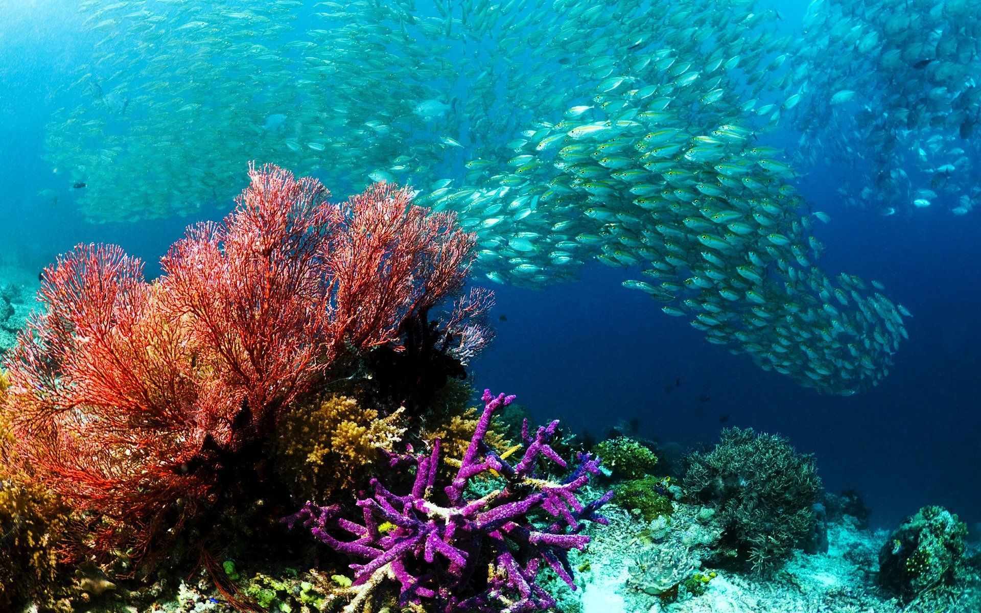 1920x1200 Vibrant Underwater Reef HD Wallpaper