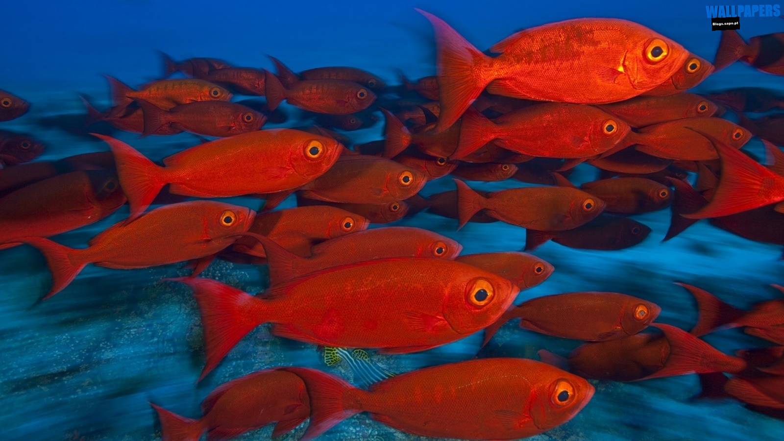 1600x900 fish. Wallpaper 29 HD