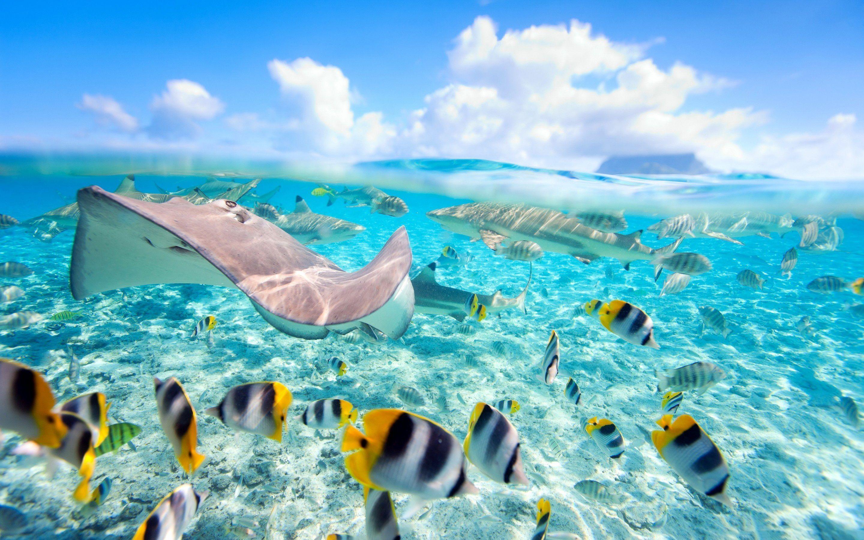 2880x1800 Hawaii Exotic Fish Crystal Clear Water Underwater World Wallpaper