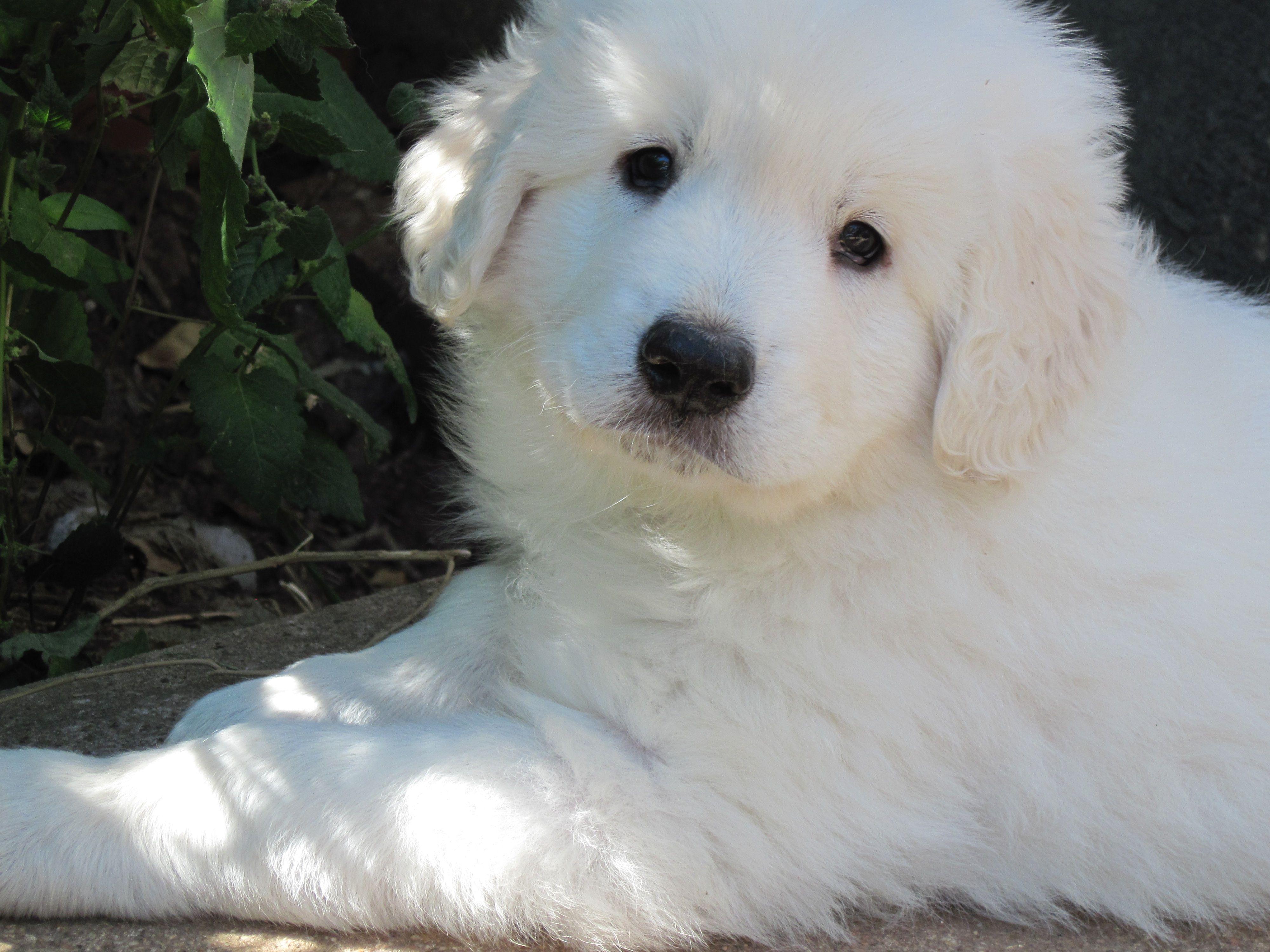 4000x3000 Slovak Cuvac puppy photo and wallpaper. Beautiful Slovak