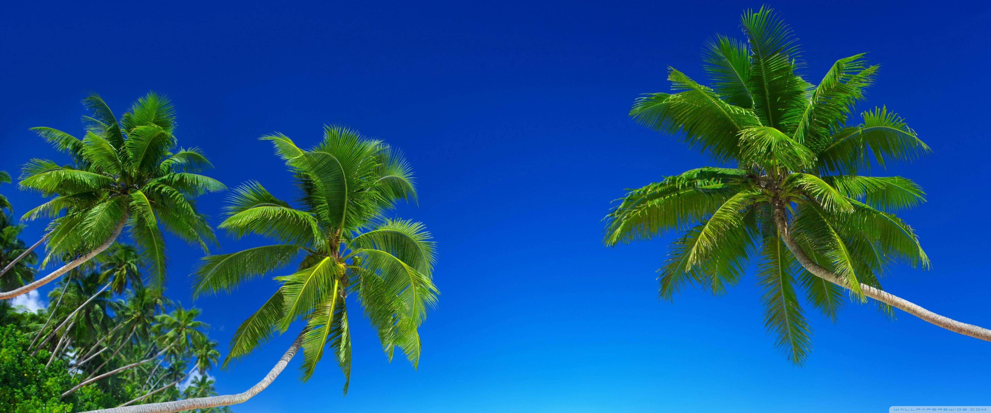 3840x1600 Tropical Beach Paradise 5K ❤ 4K HD Desktop Wallpaper for 4K