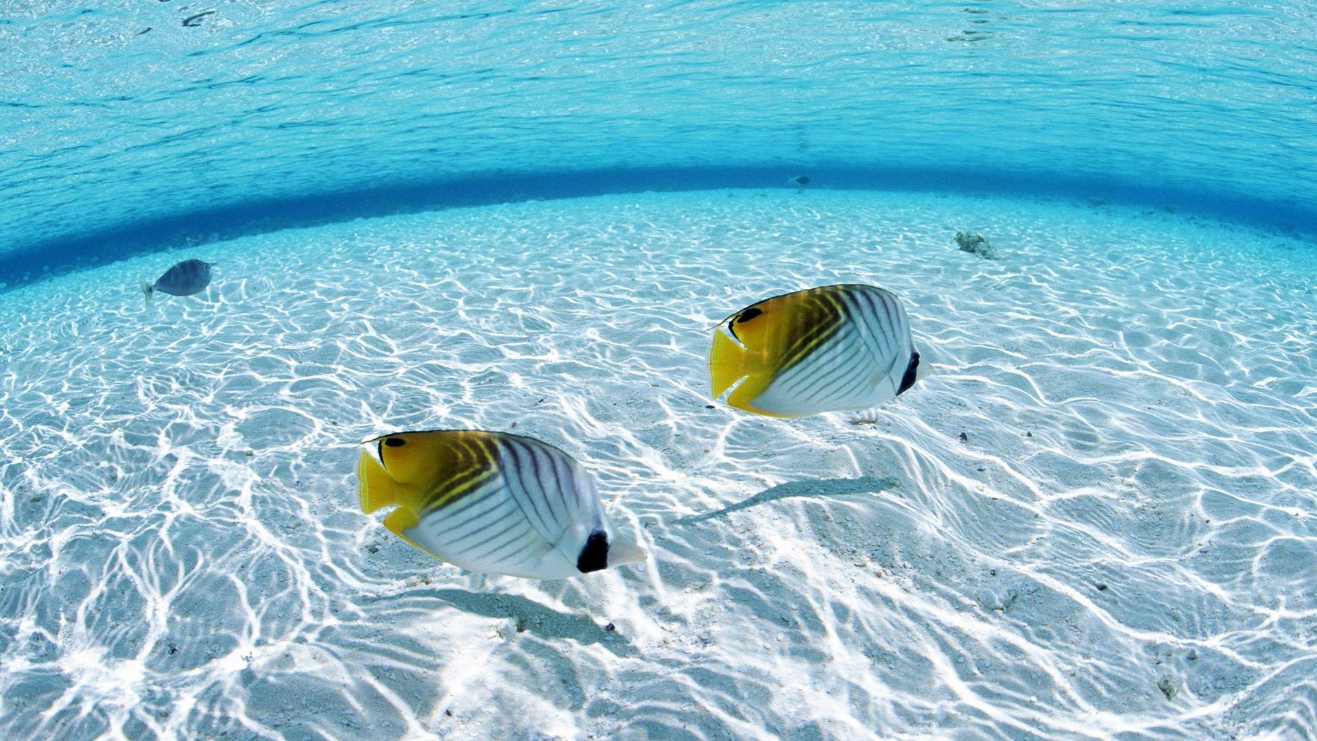 1920x1080 exotic fish wallpaper Collection