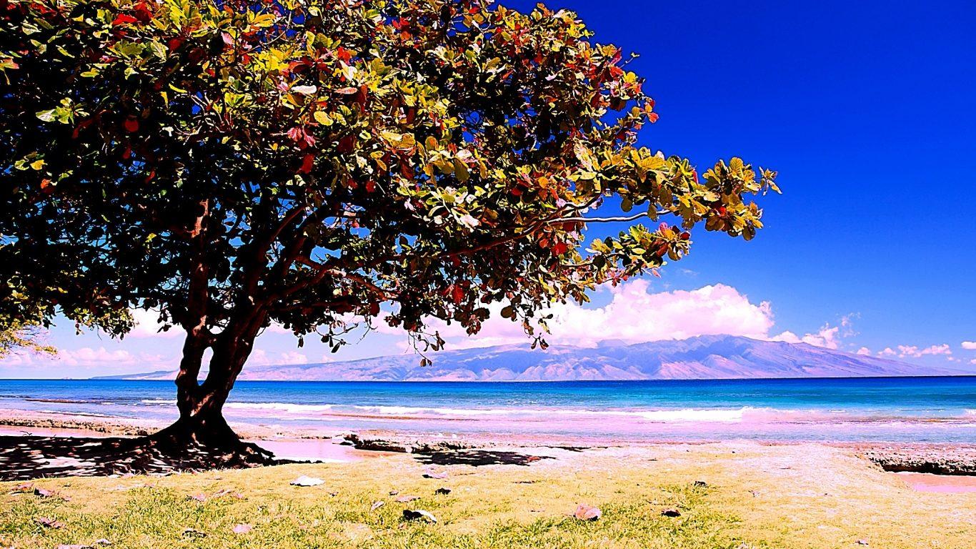 1366x768 Knew Blue Ocean Clouds Sky Tree Mountain Beaches Wallpaper