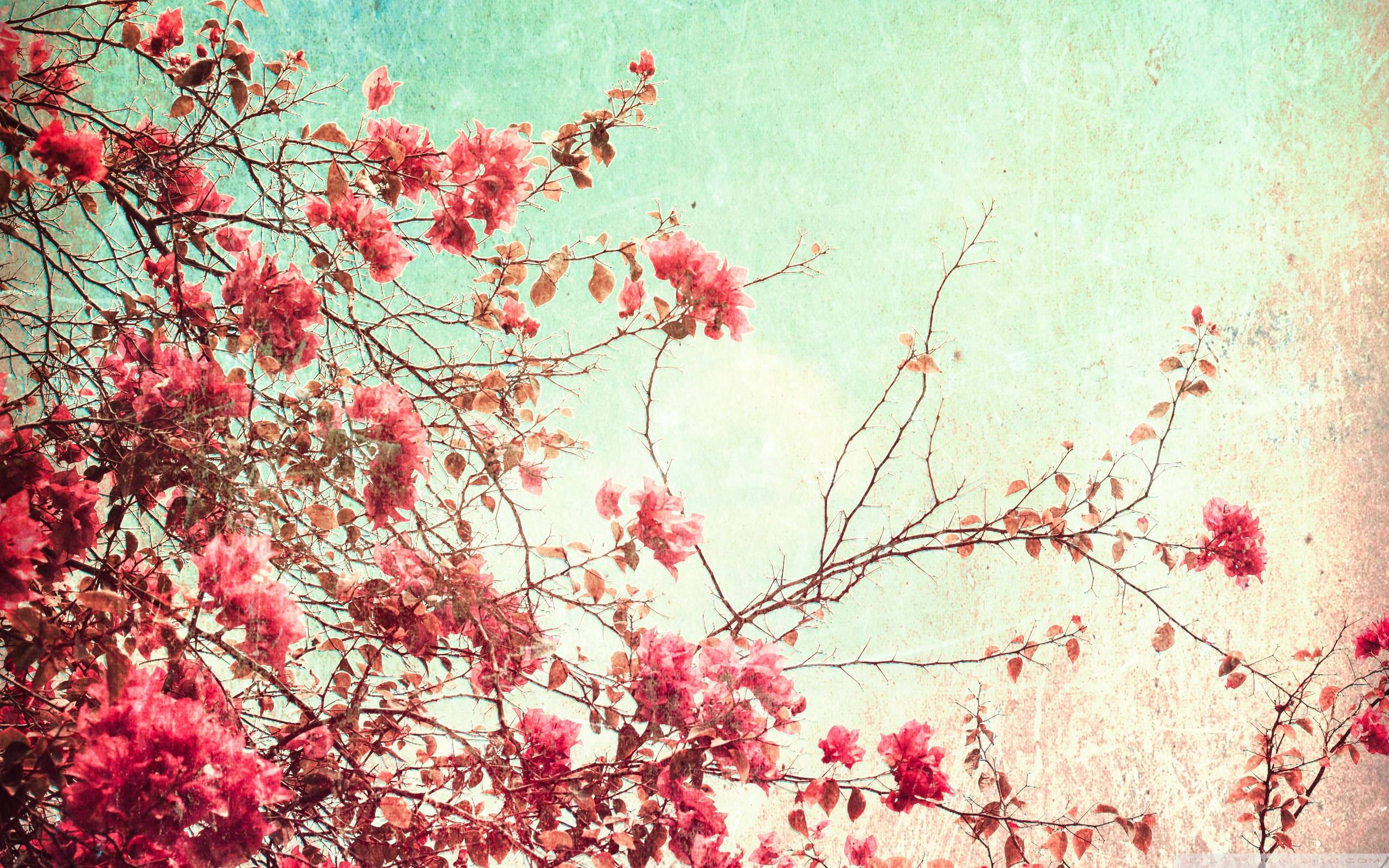 Vintage Flower Desktop Wallpapers - Top Những Hình Ảnh Đẹp