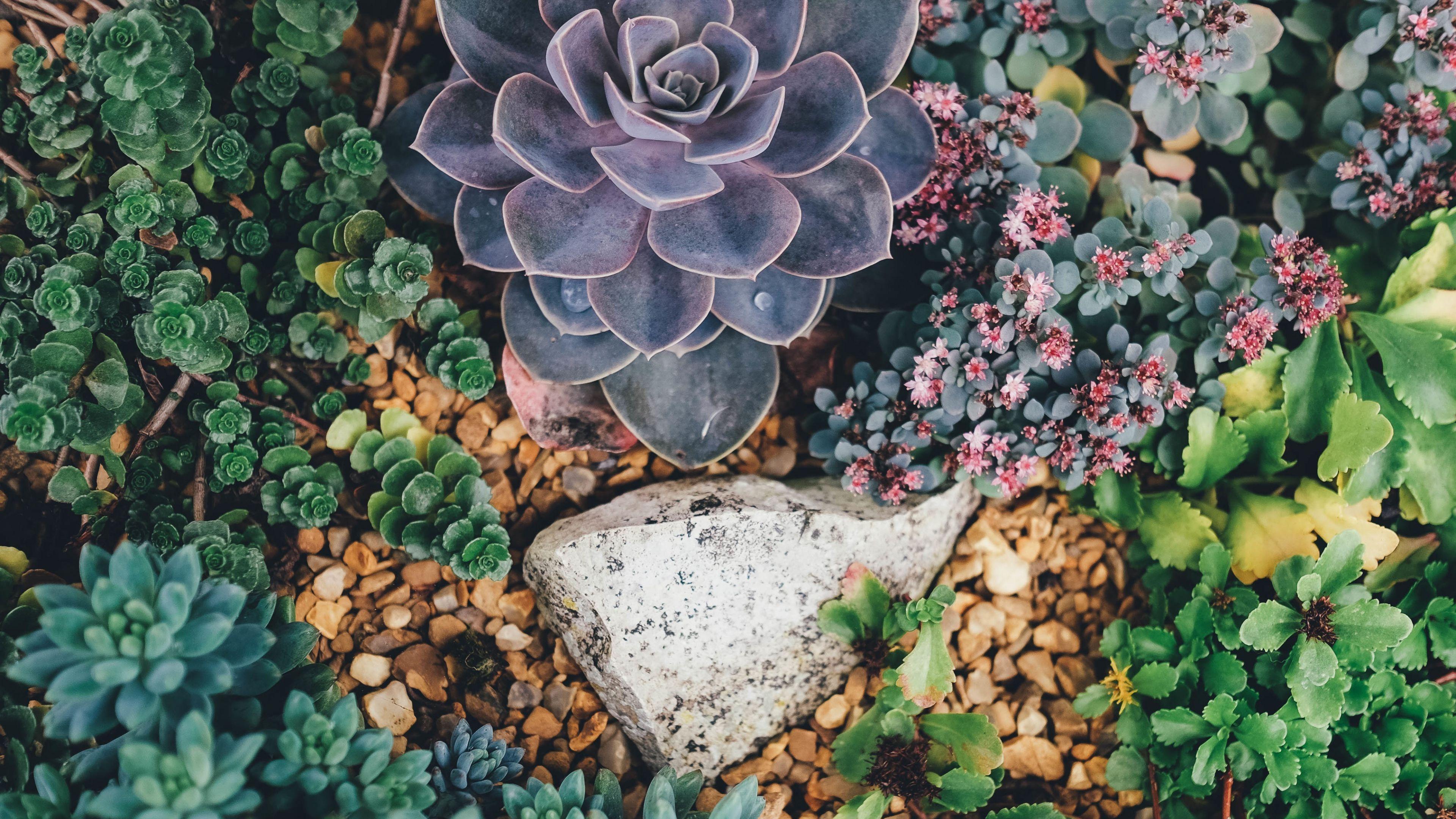 Succulent Wallpapers - Top Free Succulent Backgrounds - WallpaperAccess