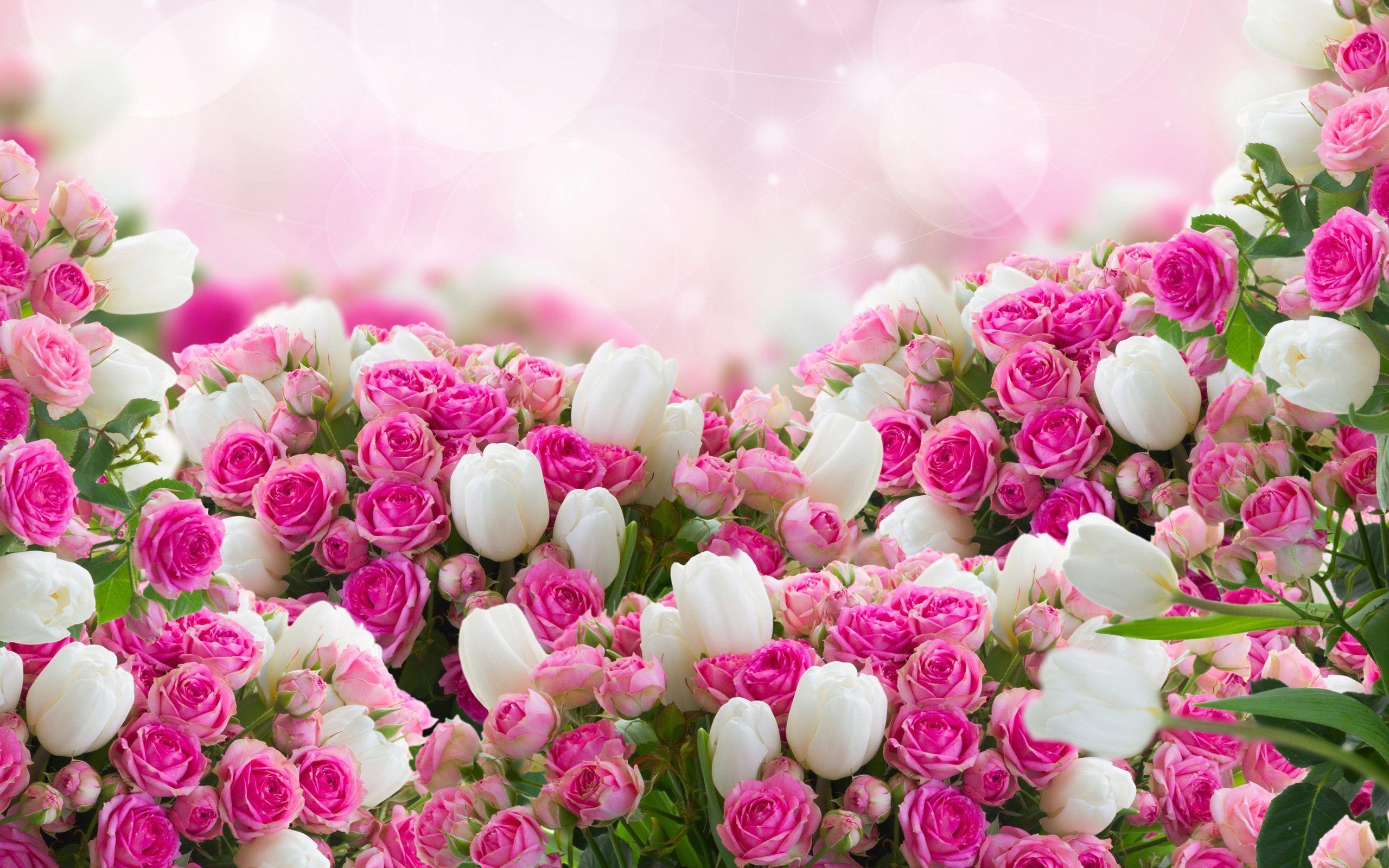 2560x1600 Flowers Wallpaper PC #X18OMH3