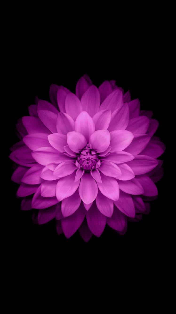 748x1330 vertical, Flowers Wallpaper HD / Desktop and Mobile Background