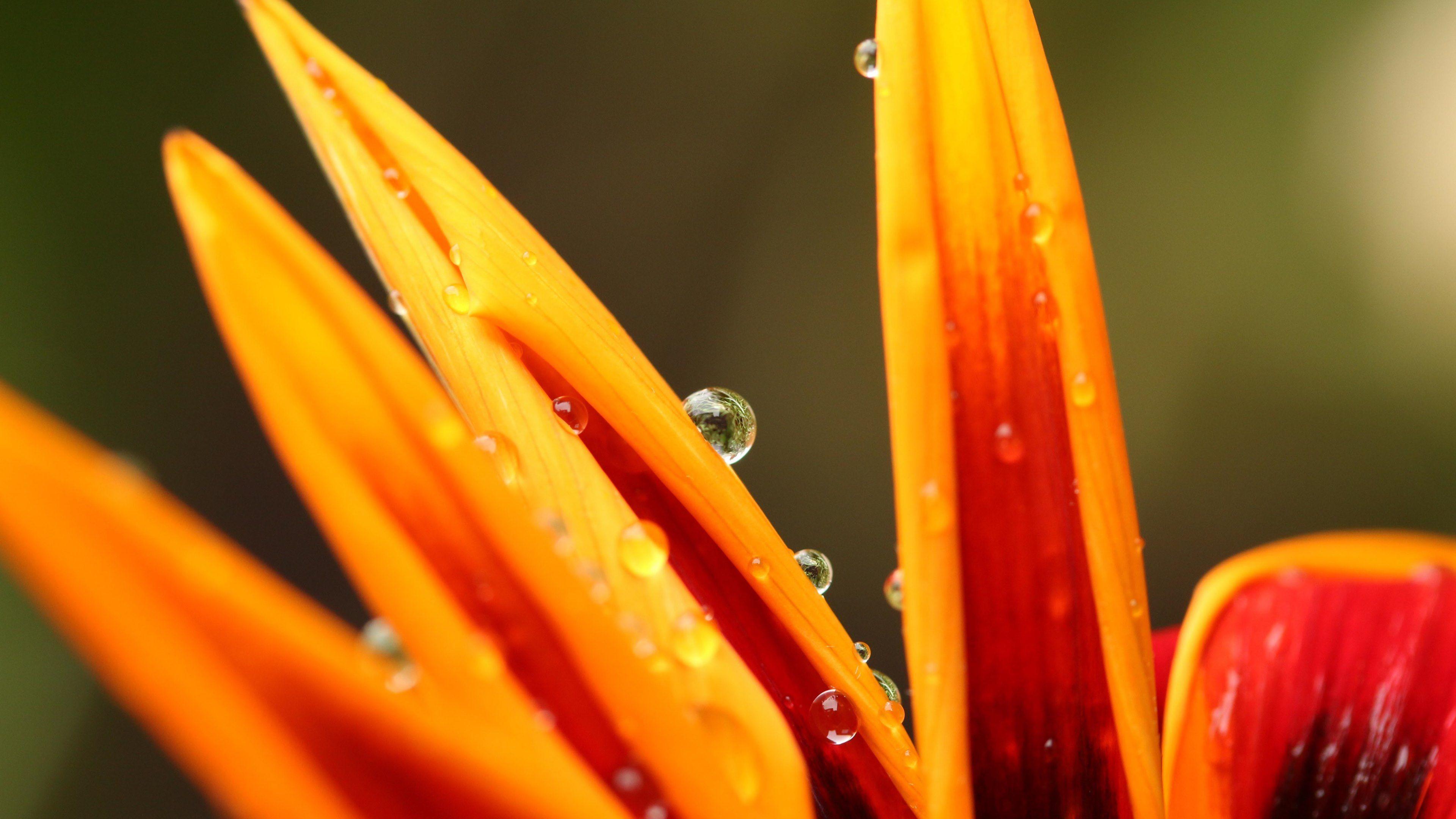 3840x2160 4K Papers Droplets on Exotic Flower wallpaper
