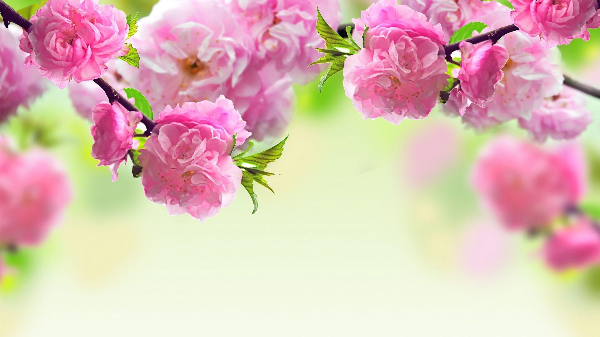 1920x1080 Flowers!