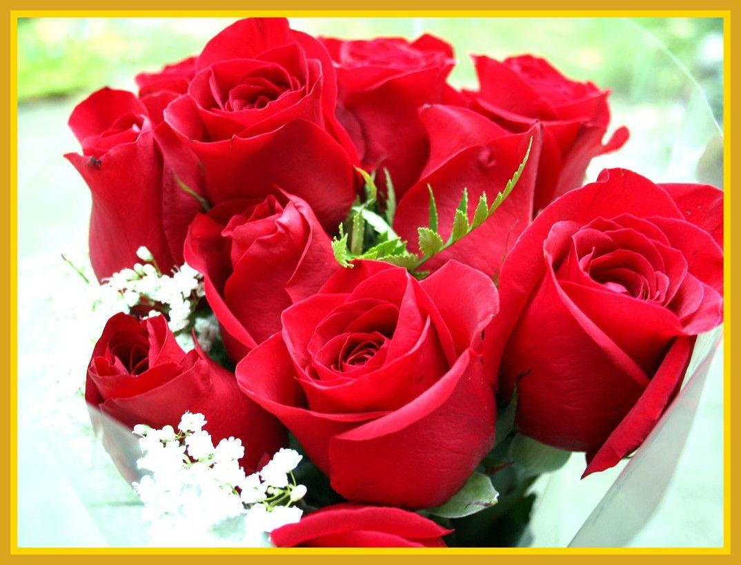 1074x818 Beautiful Flower Wallpaper Download Rose Flowers