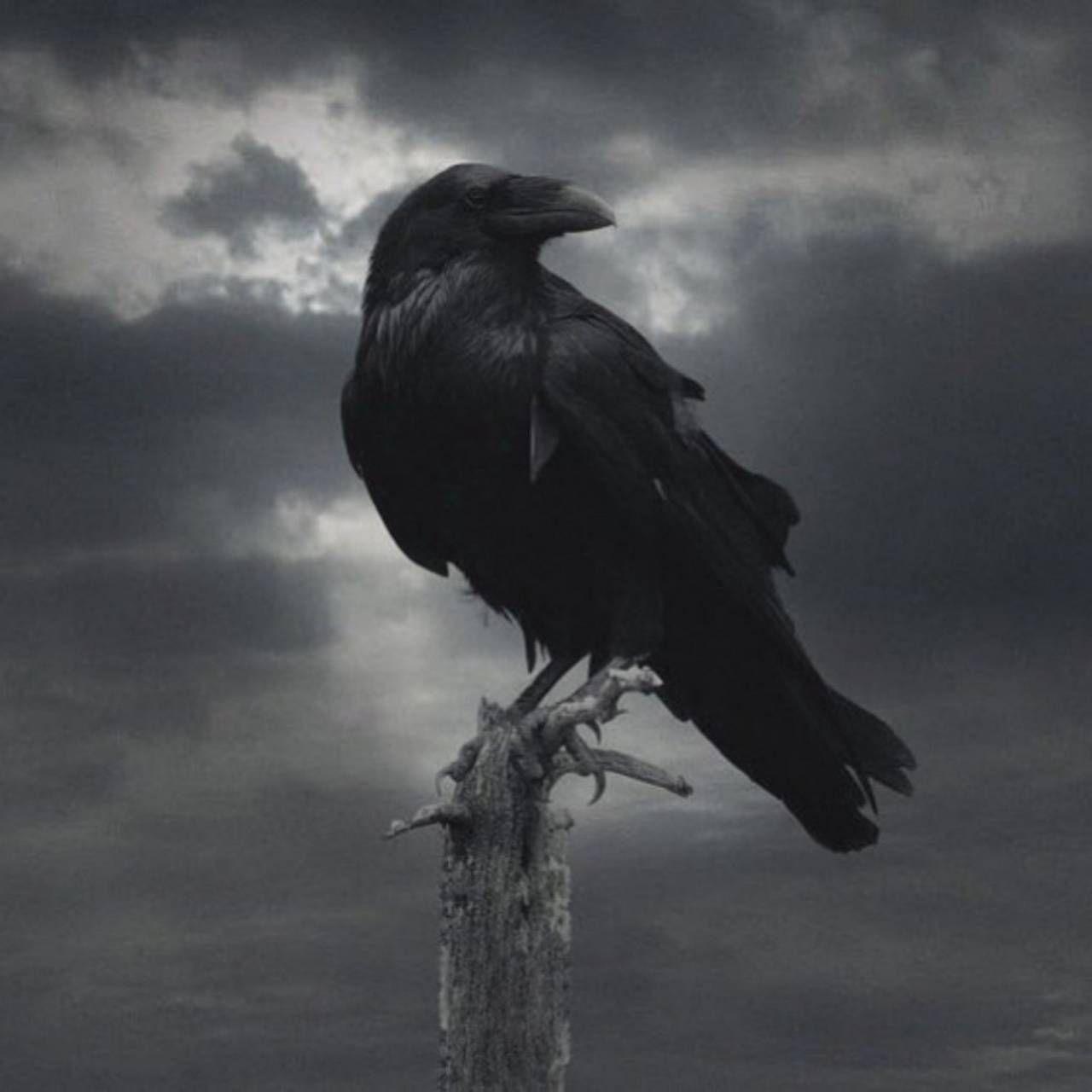 1280x1280 Vikings Crow Wallpaper